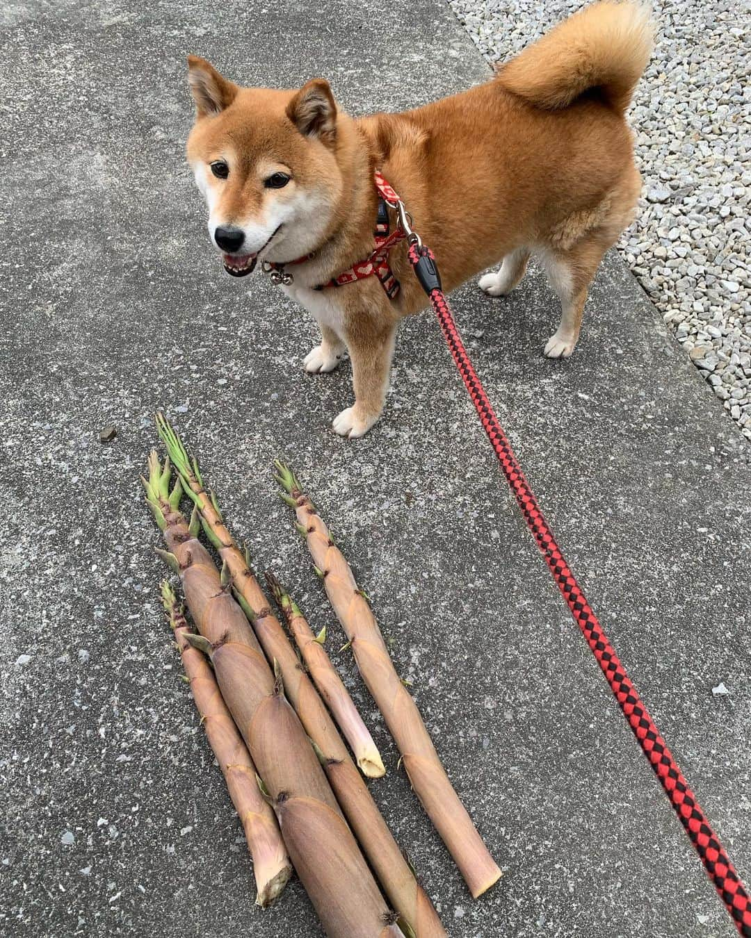 広川ひかるのインスタグラム