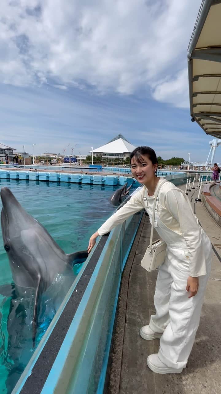 のインスタグラム：「🐬ちゃんと握手しました！思っていたより硬くて力強い手だった〜 　 どんな動物よりも愛情深く、弱者に寄ってくるというイルカの習性を聞いてからイルカちゃんが大好きです」