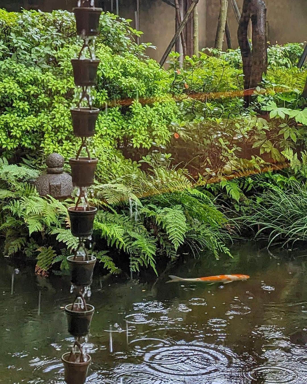 ロイヤルパークホテルさんのインスタグラム写真 - (ロイヤルパークホテルInstagram)「⁡ 東京では、梅雨入りが発表されました☔️ 本日は雨の日に撮影した、日本庭園の様子をお届け✨ 晴れの日とは違う雰囲気をお楽しみいただけます。 日本庭園は、5F 日本料理 源氏香に隣接しております。 お食事をご利用の際には、ぜひお立ち寄りください。 ⁡ ⁡ #ロイヤルパークホテル #ロイヤルパークホテル水天宮 #royalparkhotel」6月8日 17時47分 - royalparkhotel.tokyo
