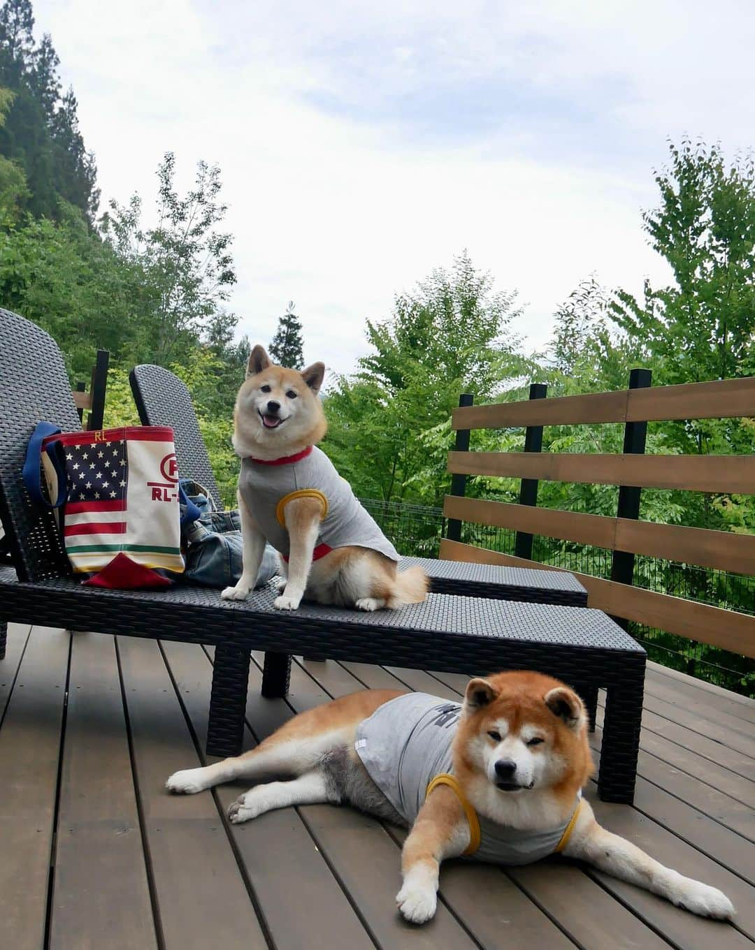 shibainu berryさんのインスタグラム写真 - (shibainu berryInstagram)「🐻🦊We went to Achi-mura, Nagano for glamping🏕️  長野県阿智村 mökki～STARDUST GLAMPING～@mokki_glamping 🦊🏕️🌟  ドーム型テントの周りはプライベートドッグランだったよ🎶周りに柵があるから走らせられるよ！べりむくはドッグランは走りませんが😅クン活を楽しんでたよ😆 夜は雰囲気全然違う感じ！夜も明るくてキレイ🤩 動画でザーーッと音が聞こえるのは、目の前を流れる川の音です🏞️ #グランピング #mökki #mokki_glamping #阿智村 #pr #柴犬 #柴 #べりやん #べりむく #多頭飼い #徳島 #berry #shiba #shibainu  #shibainumania #ぷにっと部 #口角キュキュッと部 #チーム俺様 →部員絶賛募集中 #shiba_snap #proudshibas #instagramjapan #ふわもこ部 #pecoいぬ部 #pecotv #9gag @9gag @barked」6月8日 17時48分 - shibainu.berry