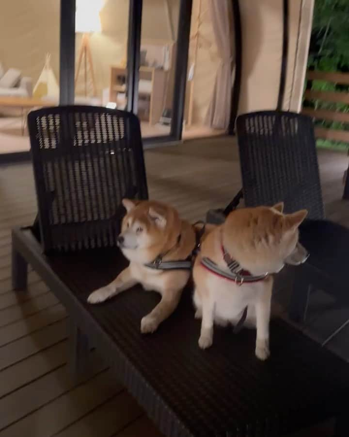 shibainu berryのインスタグラム