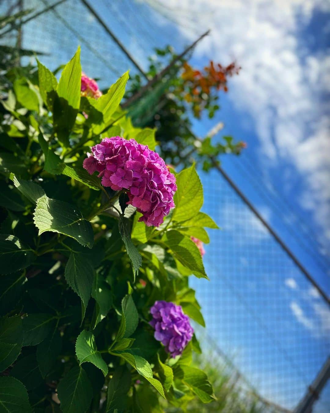 永島聖羅さんのインスタグラム写真 - (永島聖羅Instagram)「☁️  #紫陽花 って本当に綺麗！ お家にも#アジサイ お迎えしました✨」6月8日 18時01分 - seira_nagashima