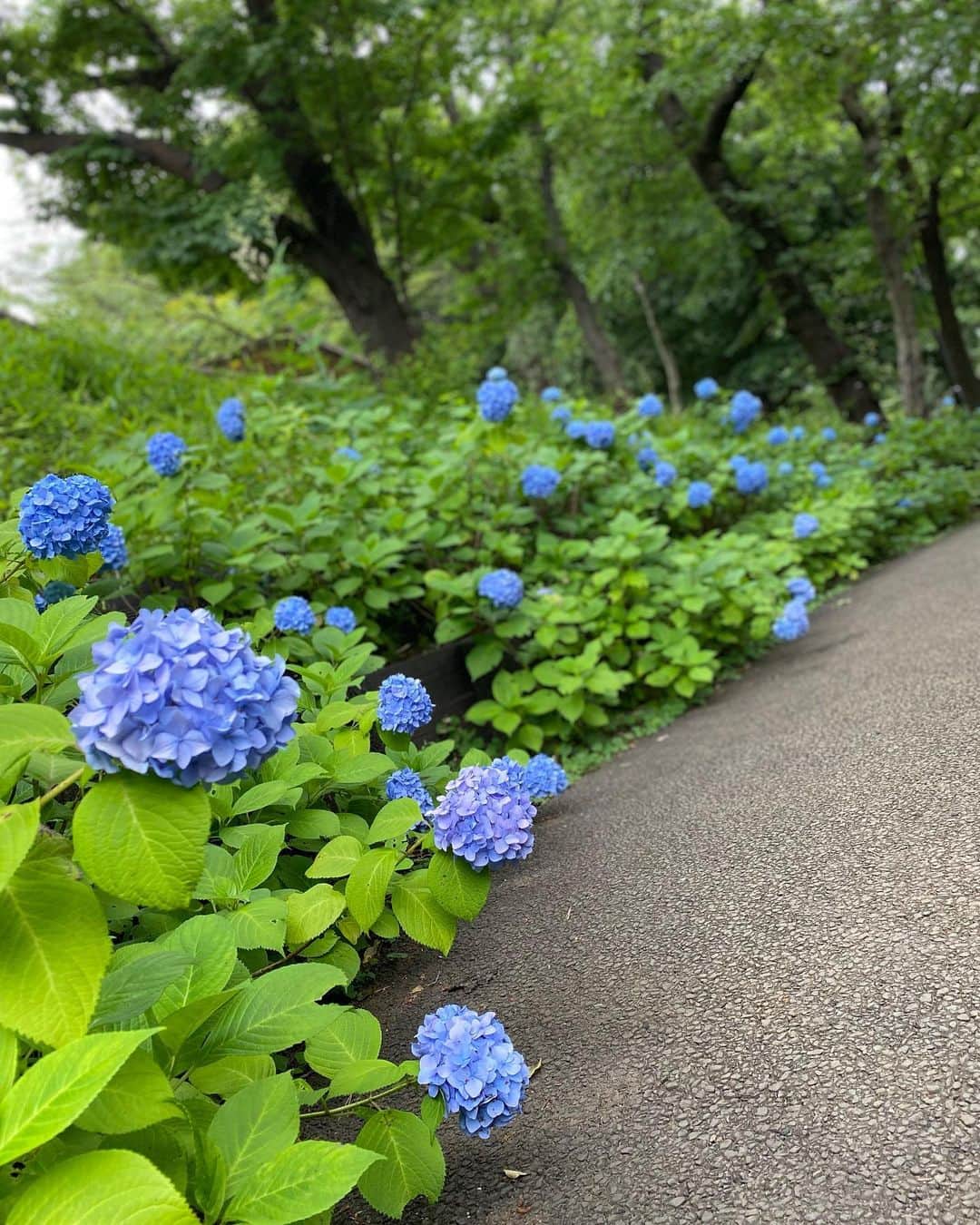 松本孝美さんのインスタグラム写真 - (松本孝美Instagram)「#紫陽花　  お天気が崩れるそうで いつものコースの紫陽花を見に  #夕方ウォーキング#ウォーキング#梅雨入り#公園」6月8日 18時14分 - t_mimi1414