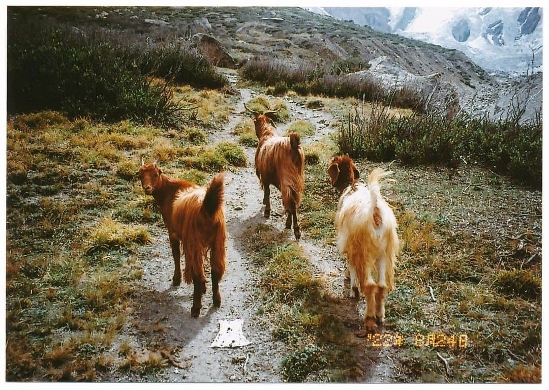 石川直樹のインスタグラム：「#ThreeGoats are heading to #NangaParbat BC, #Pakistan. パキスタンのビザ取得、安定の不安定さで、むっちゃ遅れた…😭入国ビザはすぐ取れるようですが、マウンテニアリングのビザがやたら遅くて、電話で3回くらい大使館に催促しないとおりないのはなぜ…。 予定より遅れましたが、とにかくもうすぐナンガパルバットへ。写真は、ナンガBC手前の『#三びきのやぎのがらがらどん』。おーい、って声かけたら、一匹だけ振り向いた。標高4000mくらい。 . #goats#ヤギ」