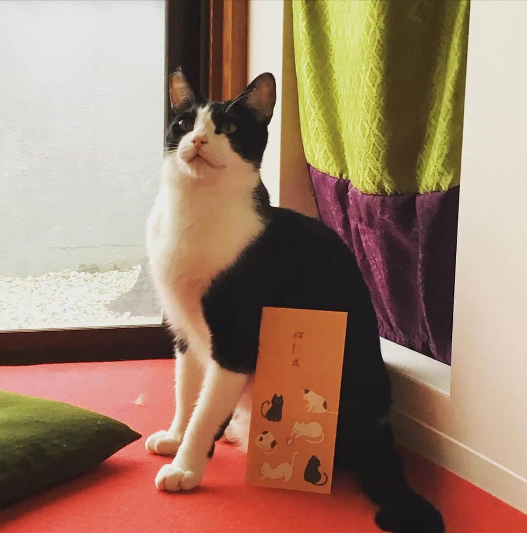 マリ卍さんのインスタグラム写真 - (マリ卍Instagram)「皆様からお預かりした #猫ちゃん募金 (4･5月分計20000円)は、本日無事に『忍者猫カフェ猫影』様にお届けしました🐈❤️ 新入りさんの千代ちゃんはたくさんペロペロしてくれた〜🥹💗 うちの子達しないから嬉しかった。  皆様ご協力ありがとうございました。  @nekokage_gifu   ちなみに、この活動を始めようと思った経緯は長すぎて載せれませんが 5周年の時のパンフレットには書いてありますが、今の私があるのは むぅといなりのおかげだからです\( ¨̮ )/ 自分と向き合うきっかけをくれたのがうちのチビ達！ たくさんの猫ちゃん達が良きご縁に繋がりますように！  #ねこ #猫 #保護猫 #岐阜県 #岐阜市 #柳ケ瀬 #柳ケ瀬プロレス #Ladius #joshipuroresu #prowrestler #followme #joshipuro #prowrestling #wrestling #wrestler #女子プロレス #プロレス #猫影 #忍者ねこカフェ猫影 #忍者ねこカフェ」6月8日 18時23分 - manji_0415