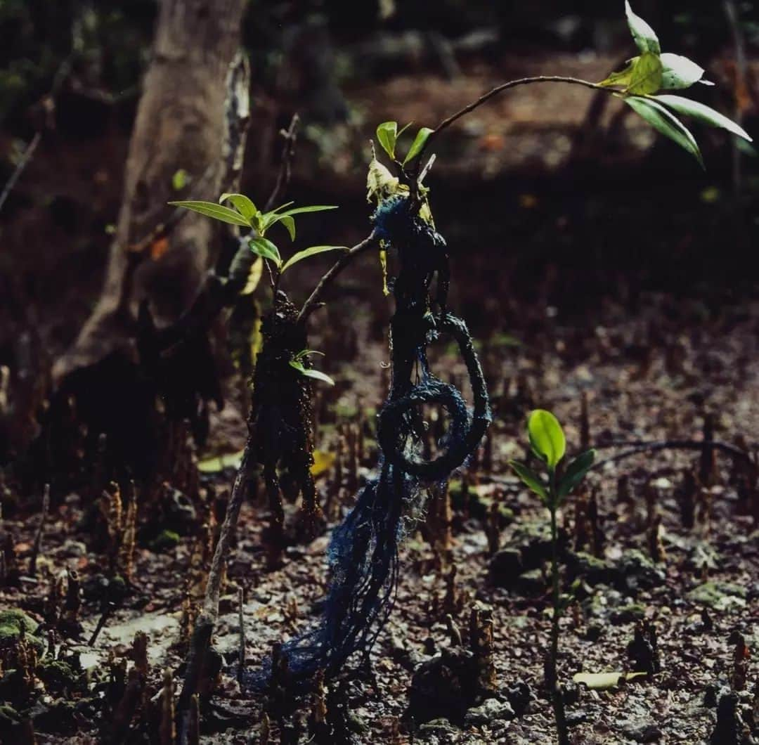 テート・ギャラリーさんのインスタグラム写真 - (テート・ギャラリーInstagram)「From large cargo ships to plastic wrapped around branches, the photographs in Simryn Gill's series 'Channel' show evidence of sea pollution in Port Dickson, Malaysia—Gill’s hometown. Colourful plastic bags and other rubbish have washed up with the tides, getting stuck in trees and roots, and hanging almost like clothes on a washing line. It can be hard to distinguish the waste among the plants. The contamination of the mangrove forest by plastic waste encourages us to think about the complex and difficult relationship between humankind and the environment. 🌍  🌊 On #WorldOceansDay we're sharing our commitment to raising awareness of the #ClimateEmergency through our programme and within our walls, responding to and amplifying the concerns of artists around the world. Click the link in our bio to read all about our ongoing work to reduce our carbon footprint, protect the environment and shape international green museum principles. 💚  'Art is always about reappraising the way we look at the world. It can speak more eloquently than propaganda because it can inject emotion into facts. And sometimes it can work like a Stealth Bomber: it can slip under the radar and hit home.' – @CorneliaParkerArtist  📷 Simryn Gill, Channel #21, Channel #19, Channel #11, Channel #23, Channel #21 and Channel #28 2014.  #ClimateChange #ArtforaHealthyPlanet #ArtforGlobalGoals」6月8日 18時36分 - tate