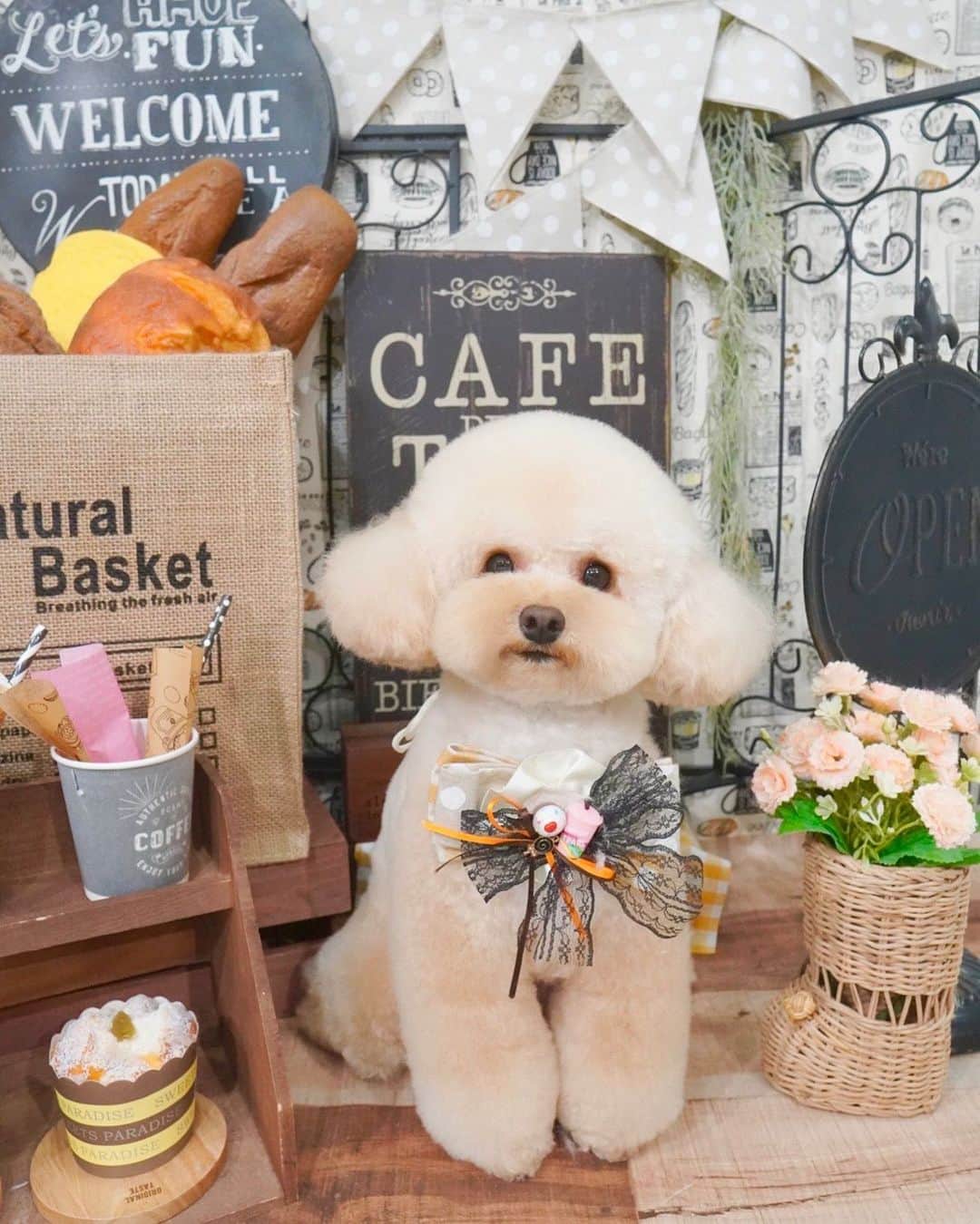 木南美々のインスタグラム：「⁡ ⁡ トリミング直後でとても可愛い🐩💕 . .」