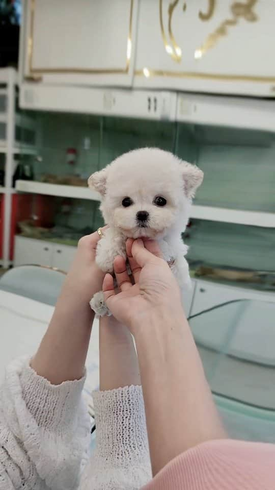 のインスタグラム：「Look at this perfect bichon baby🧸 . . 저희는 다양한 강아지를 소유하고있으며, 강아지의 외모와 건강에 최선을 다하고 있습니다. 절대 포토샵에 속지마시고 영상을 요청해주세요 🎥🎬 We OWN Each and Every Puppy In Hand We Only Offer the Best in Appearance and Health  Don't be Fooled by Photoshop Pictures, Always ask for a VIDEO🎥🎬 . . 베이비몽은 11년동안 운영한 믿을 만한 펫샵으로 많은 한류스타, k팝스타, 셀럽들이 선택한 곳입니다 미니 사이즈,명품견 전문으로  해외,국내에서 이미 유명하며  단 한건의 사고 없이 지금까지 운영해 왔습니다  당신이 원하는 강아지가 있다면 언제든지 연락주세요!!  BabyMong is a reliable pet shop that has been operating in Korea for 11 years. Many K-pop stars, Korean wave stars, and celebrities chose BabyMong. We are specialize in selling mini-cup-sized puppies. We sent many puppies abroad for a long time. And the puppies have been transported safely without a single accident.  Feel free to contact me if you are interested. . . 🇰🇷서울 영등포 본점: 010 8325 0086 영업등록번호: 110111-7609071 주소: 서울시 영등포구 영중로23 대표번호: 1688-4386 📞  text Instagram☎+82-10-2214-0186 Whatsapp +82-10-2214-0186 Wechat babymongoverseas Email : babymongkorea@gmail.com Dm : 📩 Please direct message call me BABYMONG Main Kakao talk ID : babymongkorea . . #비숑 #비숑프리제 #미니비숑 #비숑분양 #비숑전문  #미니비숑전문 #비숑켄넬 #애견 #애견분양 #베이비몽 #서울 #애견 #영등포 #강아지분양 #bichon #bichonfrise #minibichon #bichonfrisé  #teacuppuppy #teacupbichon #bichonsofinstagram  #koreanpuppy #cute #reels #dogstagram #puppylove #puppy」