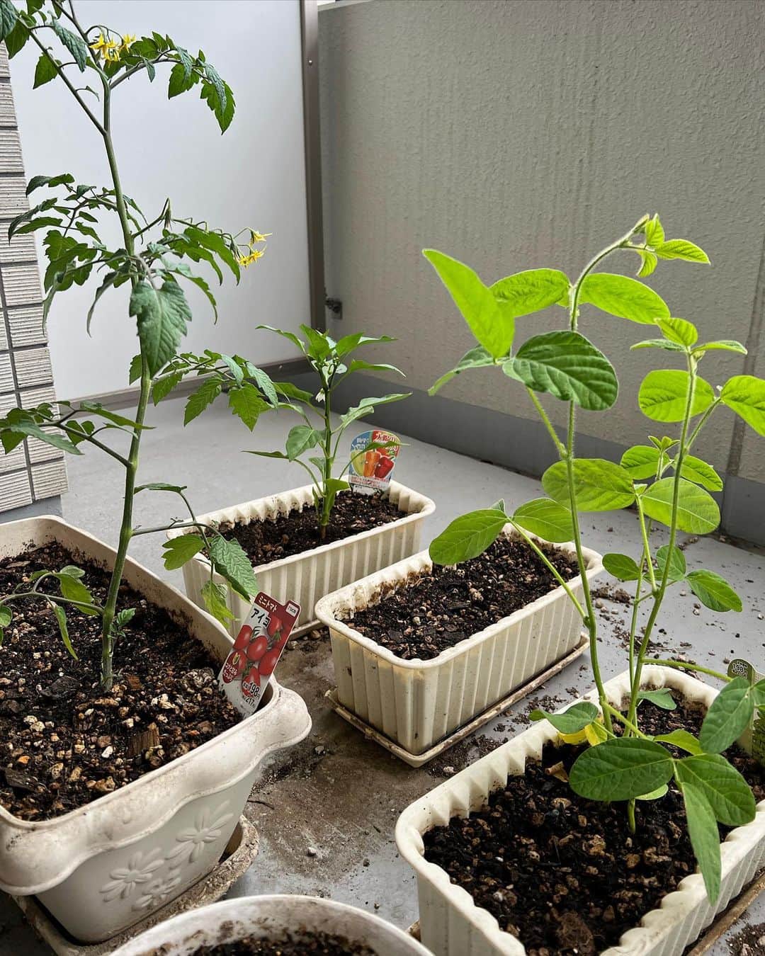 佐藤彩さんのインスタグラム写真 - (佐藤彩Instagram)「今年もベランダ菜園やってます🌱  先月、いろいろな苗を買ってきて とりあえず植えてみました🌱 今のところ、たぶん順調です☺️ . . そして、あまり期待していなかったけれど 小さい芽を発見😳！  実は、昨年6月中旬にミニトマトの種を植えてみたら 実がなる前に冬になってしまった… という失敗を経験して🙃  今年は、その残りの種を 試しに植えてみました！  雑草じゃなくて 本物のミニトマトの芽だったら嬉しいな🥹 期待しすぎず見守ろう😂 . . 苗のミニトマトは花が付いてて きっと実るし🍅  キュウリは今年もいけそう🥒  枝豆は初めてなのでどうなるかわからず…  パプリカ実ったらラッキー🫑  そんな感じのところにバジルが加わって ミニトマトの芽が順調に育てば 夏頃には、かなり充実しそう☺️  楽しみです✨✨  #家庭菜園 #ベランダ菜園 #プランター菜園 #収穫が楽しみ #順調に育ちますように」6月8日 18時53分 - hbc_ayasato