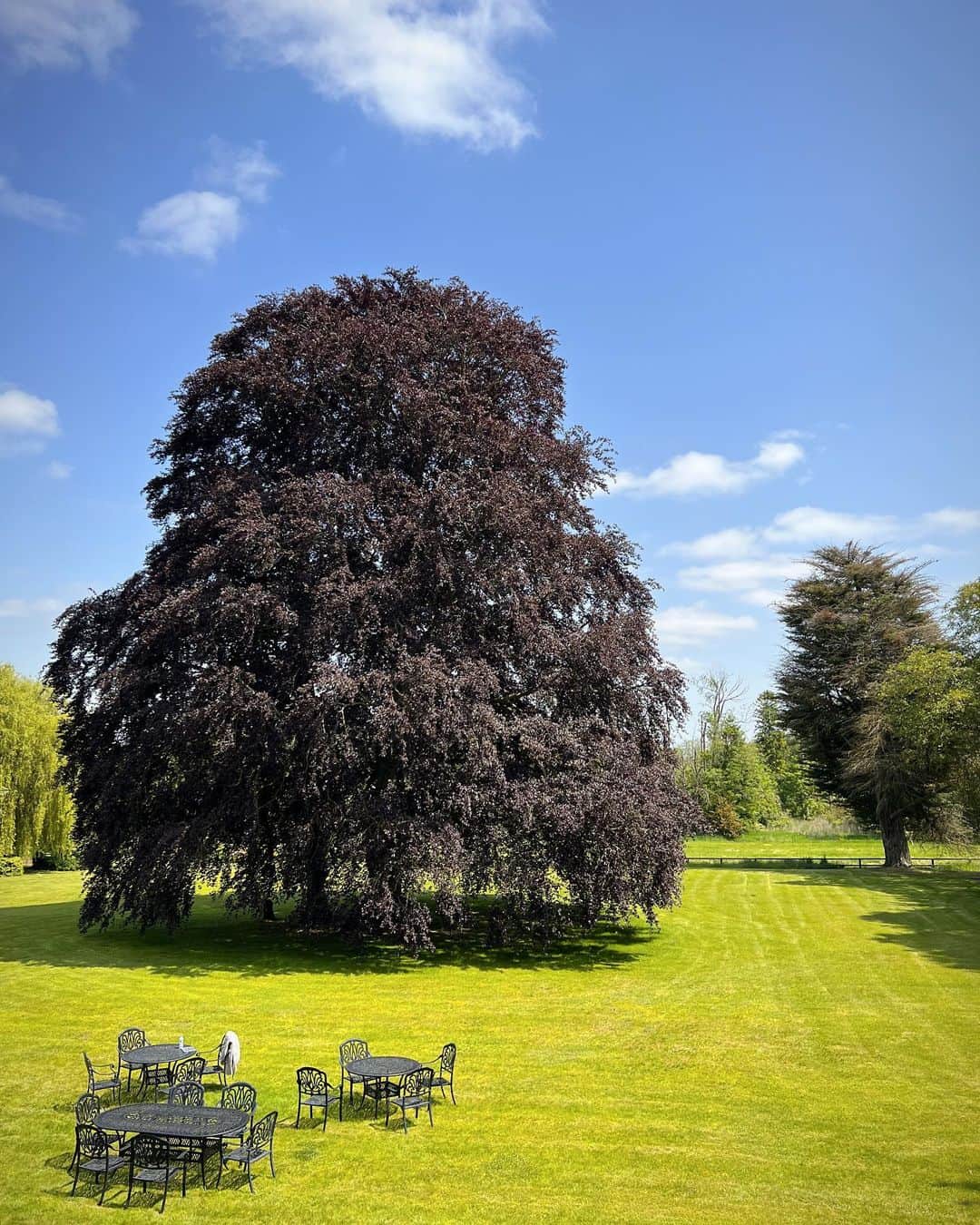 冨永愛さんのインスタグラム写真 - (冨永愛Instagram)「⁡ イギリス・ケンブリッジに来てます ついて早々素敵なブナの大木と可愛いワンチャンに出会いました ⁡ #Cambridge 🇬🇧 #dojimasakebrewery」6月8日 18時49分 - ai_tominaga_official
