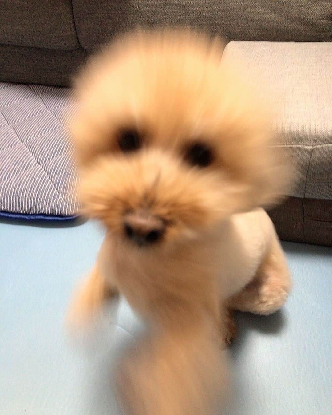 荻野由佳のインスタグラム：「トリミングおわりー！と、送られてきた😍 こさぶろう」