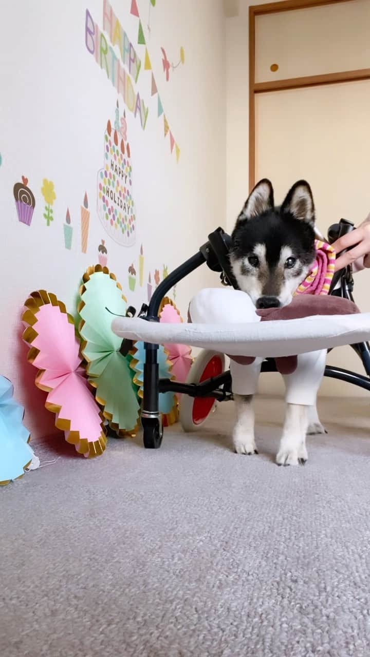 柴犬 けんしろう ゆりあのインスタグラム：「🐶🎂🌈💠🌻  けんちゃん生誕祭に あたたかいお言葉や写真を たくさんたくさんありがとうございました🥺❤️  けんちゃんがお空に行く前まで 車イスでがんばって歩いていた姿と けんちゃんが大好きだった 「かわいいね」の言葉に反応する姿で みなさんへ感謝の気持ちをお伝えさせて下さい🙏❤️  そして、けんちゃん生誕祭には欠かせない けんちゃんのひまわりアレンジメント🌻  かおりさーん @f.kaori27 今回も本当に素敵すぎるぅ🥺 けんちゃんからもありがとうのチリンチリンチリーン🔔 「ゆりあが被れる紫陽花💠」もありがとうございました😍  #けんちゃん生誕祭 #けんちゃん生誕17周年」