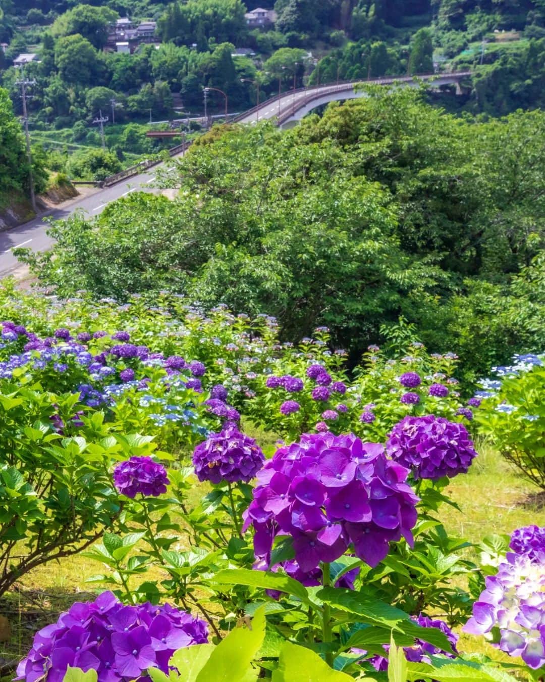 鹿児島よかもん再発見のインスタグラム：「長島町の赤崎橋パーキングパークへ(^-^)/  たまたま通りかかり、紫陽花が見えたので上まで登ってみました🙌  流石の長島八景👋😆🎶✨  #鹿児島 #鹿児島観光 #長島 #長島町 #長島町観光 #長島ドライブ #鹿児島の自然 #鹿児島の風景 #kagoshima #kagoshimaphoto #kagoshimaphotograph  #紫陽花 #赤崎橋パーキングパーク  #長島八景」