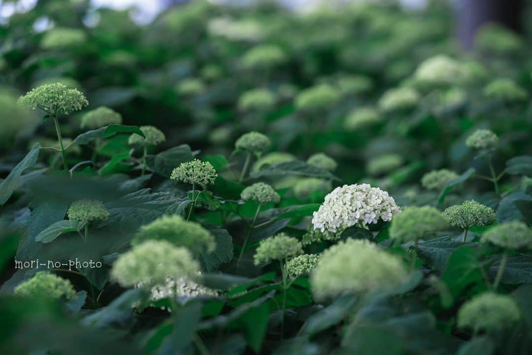 花の写真館のインスタグラム：「Photo by @mori_no_photo. https://instagram.com/mori_no_photo/ . Original Post[投稿いただいたURL] https://www.instagram.com/p/CsygzmtPDNg/ . 本アカウントは、 #私の花の写真 をつけてInstagramに投稿された皆さまの花の写真や、「花の写真館」Facebookページで投稿された花の写真を紹介します。 「花の写真館」Facebookページは、「 @floral.photograph 」のプロフィールにあるURLからご覧ください。 . ※各種法令、マナー、関係者の指示に従った撮影をお願いします。 *Please ensure that your photography adheres to all relevant laws, etiquette, and instructions issued by authorized persons. ※本アカウントは東京カメラ部がFacebook、Instagramのサービスを利用して運営しているもので、Meta社・Instagramとは一切関係ありません。 . #花の写真館 #floralphotograph #floralphoto #flower #flowers Follow: @floral.photograph」