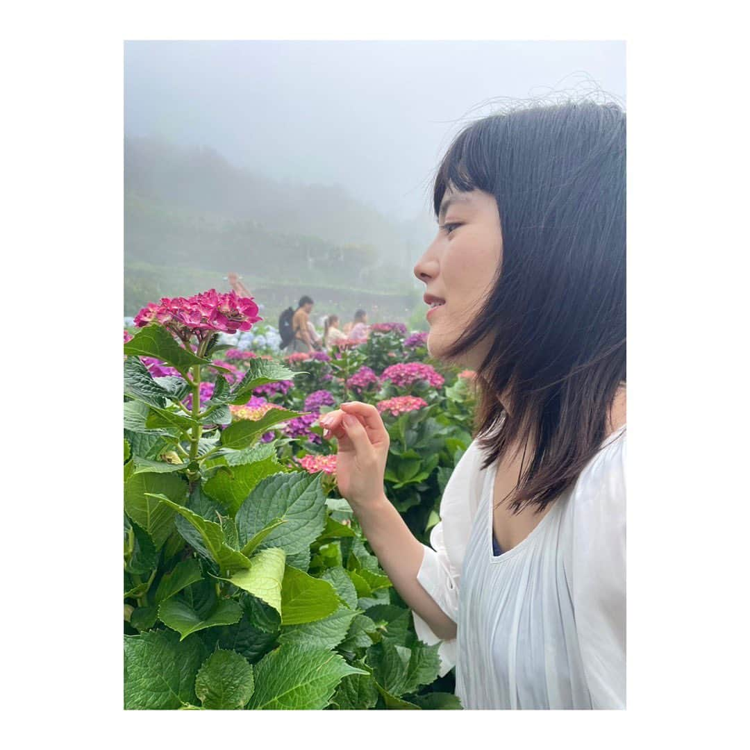 田中美晴のインスタグラム：「🩵      視界いっぱいに紫陽花 繡球花讓我大飽眼福  　  #繡球花 #紫陽花 #竹子湖  #曹家花田香 #陽明山 #台湾生活 #美晴天天 #台北景點」