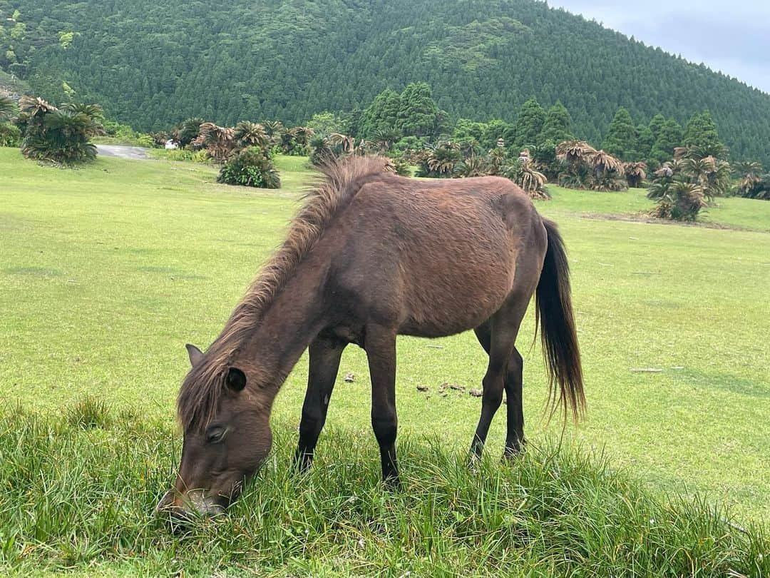 松井千士さんのインスタグラム写真 - (松井千士Instagram)「嫁の故郷宮崎県串間市🏝️ #芋焼酎 #ゴルフ #芋焼酎 #時々馬とラーメン」6月8日 19時32分 - chihito1114