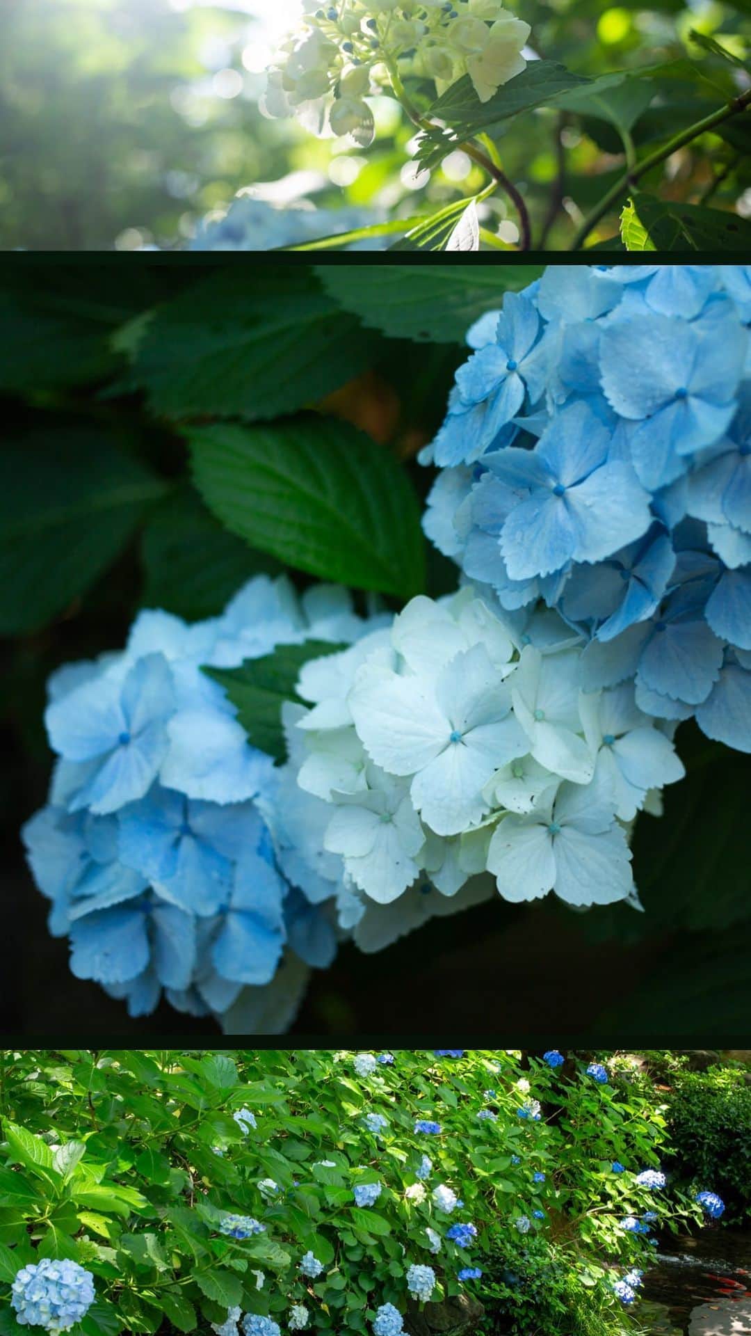 八芳園のインスタグラム：「露がきらめく雨上がり。 色とりどりの紫陽花が伸び伸びと咲き誇ります。  爽やかな風が吹き抜ける日本庭園で、 初夏を感じるひとときをお過ごしください。  🍃🍃🍃  #八芳園 #happoen #紫陽花 #新緑 #日本庭園 #はなすたぐらむ #flowerstagram #flower_daily #花のある暮らし #はなまっぷ #あじさい #私の花の写真 #kokohana #日本の四季 #芒種 #二十四節気  #写真好きな人と繋がりたい #カメラ好きな人と繋がりたい #ファインダー越しの私の世界 #錦鯉   #japanesegarden #tokyotokyo #tokyotrip #japan_of_insta #jp_mood #jp_gallery #dreamyphoto #wonderful_places #bestphoto_japan #japan_daytime_view」