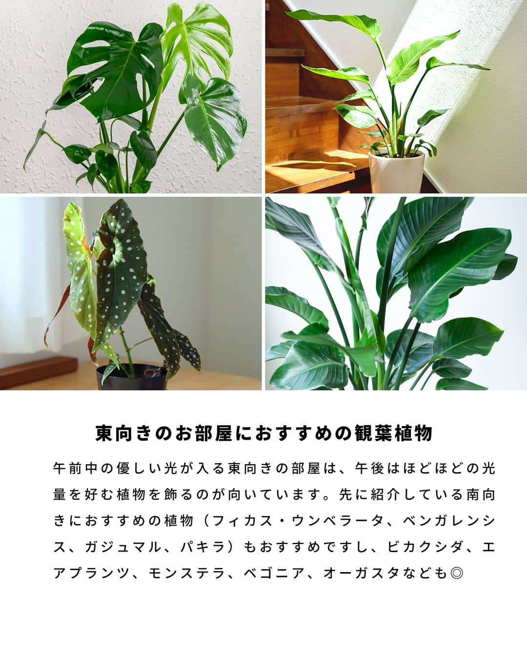 LOVEGREEN -植物と暮らしを豊かに。さんのインスタグラム写真 - (LOVEGREEN -植物と暮らしを豊かに。Instagram)「観葉植物を置く部屋は、方角次第で日光の質も異なります。  午前中の日光は優しく、徐々に強くなっていきます。観葉植物は優しい日光を好む種類が多く、そのため東向き〜南向きの明るい部屋は観葉植物を育てる環境に向いています。  とはいえ、西向きと北向きが全く育たないというわけではありません。方角だけではなく1日の日の入り方を把握し、その環境に馴染みやすい種類を選ぶことが大事です。  東西南北別に、向いている観葉植物の一部をご紹介します。  #観葉植物　#観葉植物おすすめ　#おすすめの観葉植物　#観葉植物初心者　#観葉植物のある暮らし　#植物のある暮らし　＃インドアグリーンのある暮らし　#インドアグリーン」6月8日 20時30分 - lovegreen_official