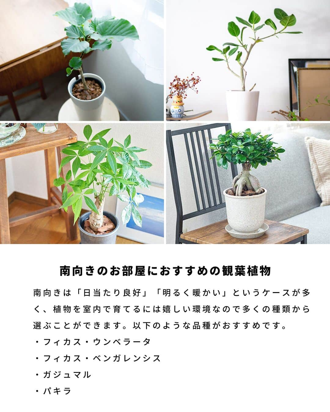 LOVEGREEN -植物と暮らしを豊かに。さんのインスタグラム写真 - (LOVEGREEN -植物と暮らしを豊かに。Instagram)「観葉植物を置く部屋は、方角次第で日光の質も異なります。  午前中の日光は優しく、徐々に強くなっていきます。観葉植物は優しい日光を好む種類が多く、そのため東向き〜南向きの明るい部屋は観葉植物を育てる環境に向いています。  とはいえ、西向きと北向きが全く育たないというわけではありません。方角だけではなく1日の日の入り方を把握し、その環境に馴染みやすい種類を選ぶことが大事です。  東西南北別に、向いている観葉植物の一部をご紹介します。  #観葉植物　#観葉植物おすすめ　#おすすめの観葉植物　#観葉植物初心者　#観葉植物のある暮らし　#植物のある暮らし　＃インドアグリーンのある暮らし　#インドアグリーン」6月8日 20時30分 - lovegreen_official