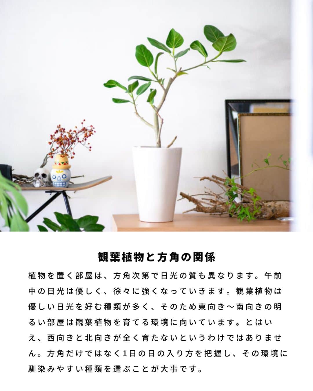 LOVEGREEN -植物と暮らしを豊かに。さんのインスタグラム写真 - (LOVEGREEN -植物と暮らしを豊かに。Instagram)「観葉植物を置く部屋は、方角次第で日光の質も異なります。  午前中の日光は優しく、徐々に強くなっていきます。観葉植物は優しい日光を好む種類が多く、そのため東向き〜南向きの明るい部屋は観葉植物を育てる環境に向いています。  とはいえ、西向きと北向きが全く育たないというわけではありません。方角だけではなく1日の日の入り方を把握し、その環境に馴染みやすい種類を選ぶことが大事です。  東西南北別に、向いている観葉植物の一部をご紹介します。  #観葉植物　#観葉植物おすすめ　#おすすめの観葉植物　#観葉植物初心者　#観葉植物のある暮らし　#植物のある暮らし　＃インドアグリーンのある暮らし　#インドアグリーン」6月8日 20時30分 - lovegreen_official