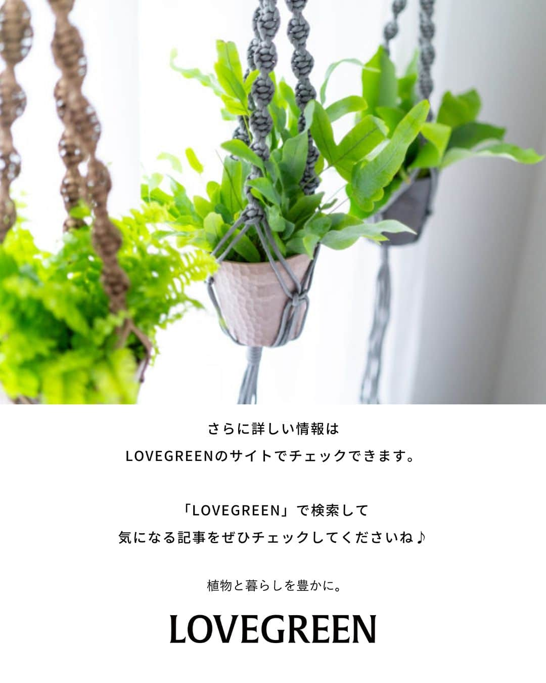 LOVEGREEN -植物と暮らしを豊かに。さんのインスタグラム写真 - (LOVEGREEN -植物と暮らしを豊かに。Instagram)「観葉植物を置く部屋は、方角次第で日光の質も異なります。  午前中の日光は優しく、徐々に強くなっていきます。観葉植物は優しい日光を好む種類が多く、そのため東向き〜南向きの明るい部屋は観葉植物を育てる環境に向いています。  とはいえ、西向きと北向きが全く育たないというわけではありません。方角だけではなく1日の日の入り方を把握し、その環境に馴染みやすい種類を選ぶことが大事です。  東西南北別に、向いている観葉植物の一部をご紹介します。  #観葉植物　#観葉植物おすすめ　#おすすめの観葉植物　#観葉植物初心者　#観葉植物のある暮らし　#植物のある暮らし　＃インドアグリーンのある暮らし　#インドアグリーン」6月8日 20時30分 - lovegreen_official