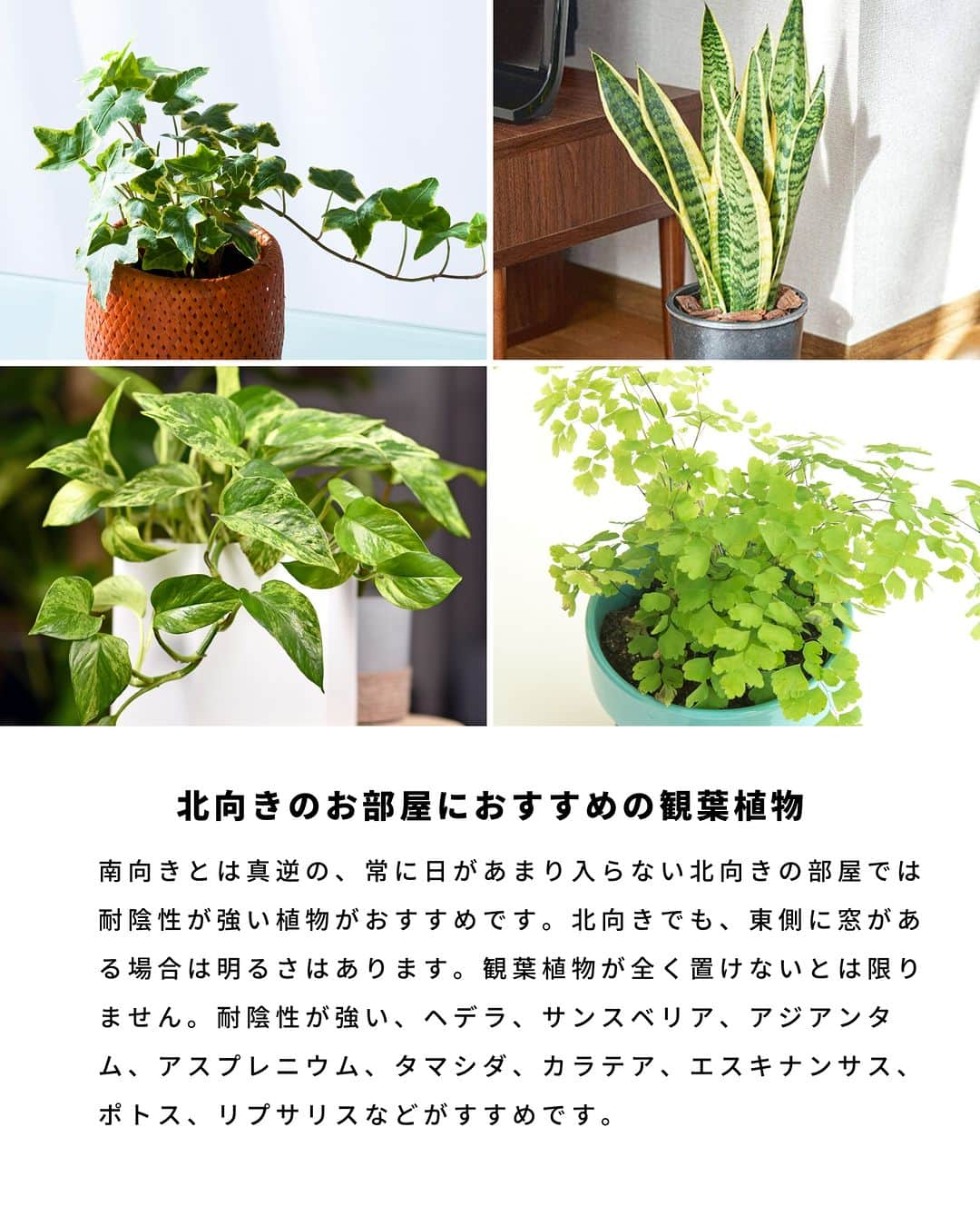 LOVEGREEN -植物と暮らしを豊かに。さんのインスタグラム写真 - (LOVEGREEN -植物と暮らしを豊かに。Instagram)「観葉植物を置く部屋は、方角次第で日光の質も異なります。  午前中の日光は優しく、徐々に強くなっていきます。観葉植物は優しい日光を好む種類が多く、そのため東向き〜南向きの明るい部屋は観葉植物を育てる環境に向いています。  とはいえ、西向きと北向きが全く育たないというわけではありません。方角だけではなく1日の日の入り方を把握し、その環境に馴染みやすい種類を選ぶことが大事です。  東西南北別に、向いている観葉植物の一部をご紹介します。  #観葉植物　#観葉植物おすすめ　#おすすめの観葉植物　#観葉植物初心者　#観葉植物のある暮らし　#植物のある暮らし　＃インドアグリーンのある暮らし　#インドアグリーン」6月8日 20時30分 - lovegreen_official