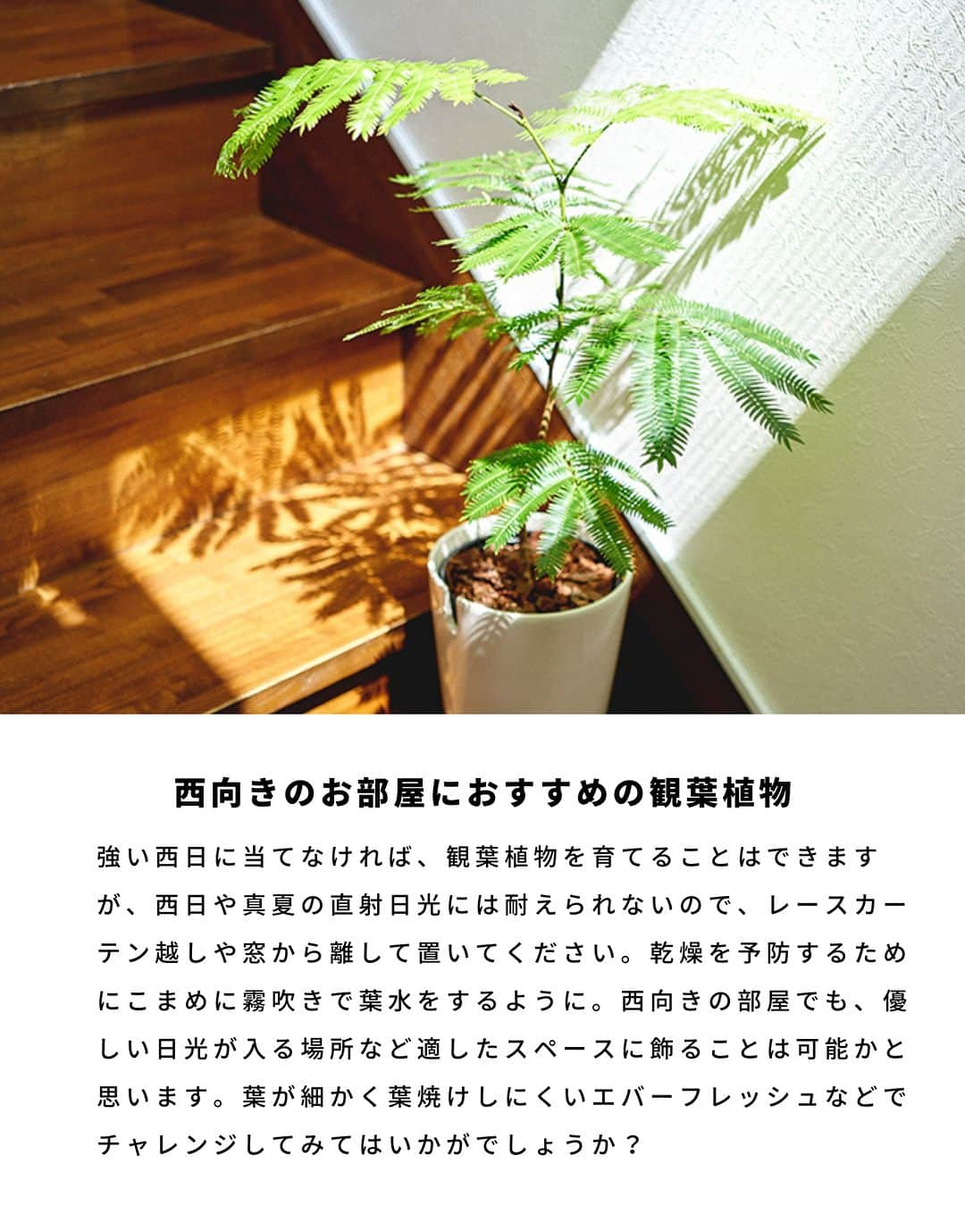 LOVEGREEN -植物と暮らしを豊かに。さんのインスタグラム写真 - (LOVEGREEN -植物と暮らしを豊かに。Instagram)「観葉植物を置く部屋は、方角次第で日光の質も異なります。  午前中の日光は優しく、徐々に強くなっていきます。観葉植物は優しい日光を好む種類が多く、そのため東向き〜南向きの明るい部屋は観葉植物を育てる環境に向いています。  とはいえ、西向きと北向きが全く育たないというわけではありません。方角だけではなく1日の日の入り方を把握し、その環境に馴染みやすい種類を選ぶことが大事です。  東西南北別に、向いている観葉植物の一部をご紹介します。  #観葉植物　#観葉植物おすすめ　#おすすめの観葉植物　#観葉植物初心者　#観葉植物のある暮らし　#植物のある暮らし　＃インドアグリーンのある暮らし　#インドアグリーン」6月8日 20時30分 - lovegreen_official