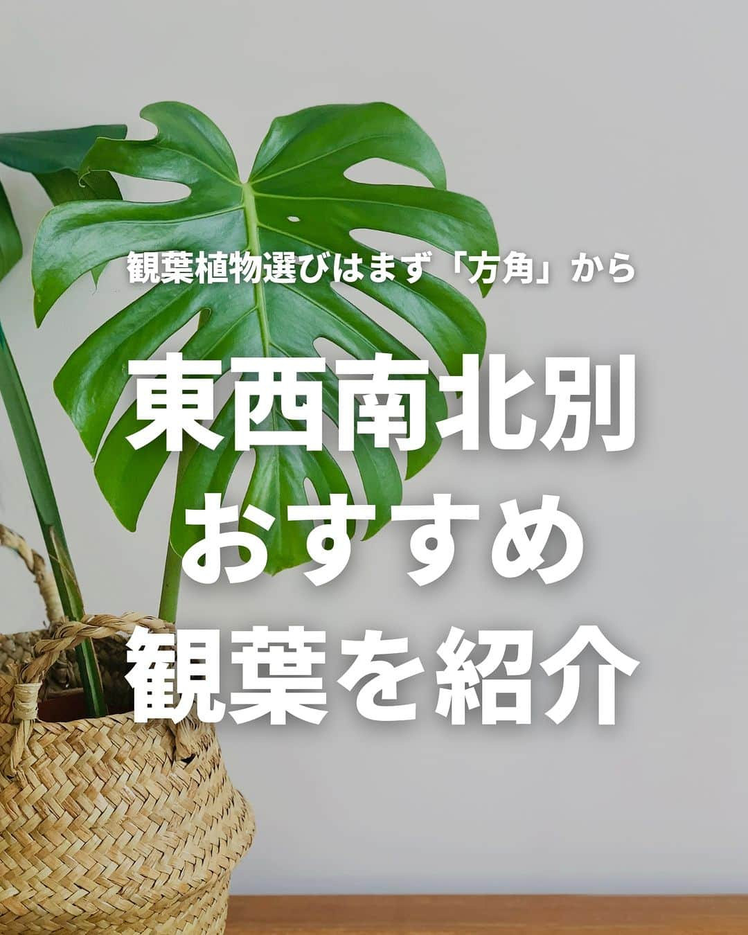 LOVEGREEN -植物と暮らしを豊かに。のインスタグラム：「観葉植物を置く部屋は、方角次第で日光の質も異なります。  午前中の日光は優しく、徐々に強くなっていきます。観葉植物は優しい日光を好む種類が多く、そのため東向き〜南向きの明るい部屋は観葉植物を育てる環境に向いています。  とはいえ、西向きと北向きが全く育たないというわけではありません。方角だけではなく1日の日の入り方を把握し、その環境に馴染みやすい種類を選ぶことが大事です。  東西南北別に、向いている観葉植物の一部をご紹介します。  #観葉植物　#観葉植物おすすめ　#おすすめの観葉植物　#観葉植物初心者　#観葉植物のある暮らし　#植物のある暮らし　＃インドアグリーンのある暮らし　#インドアグリーン」