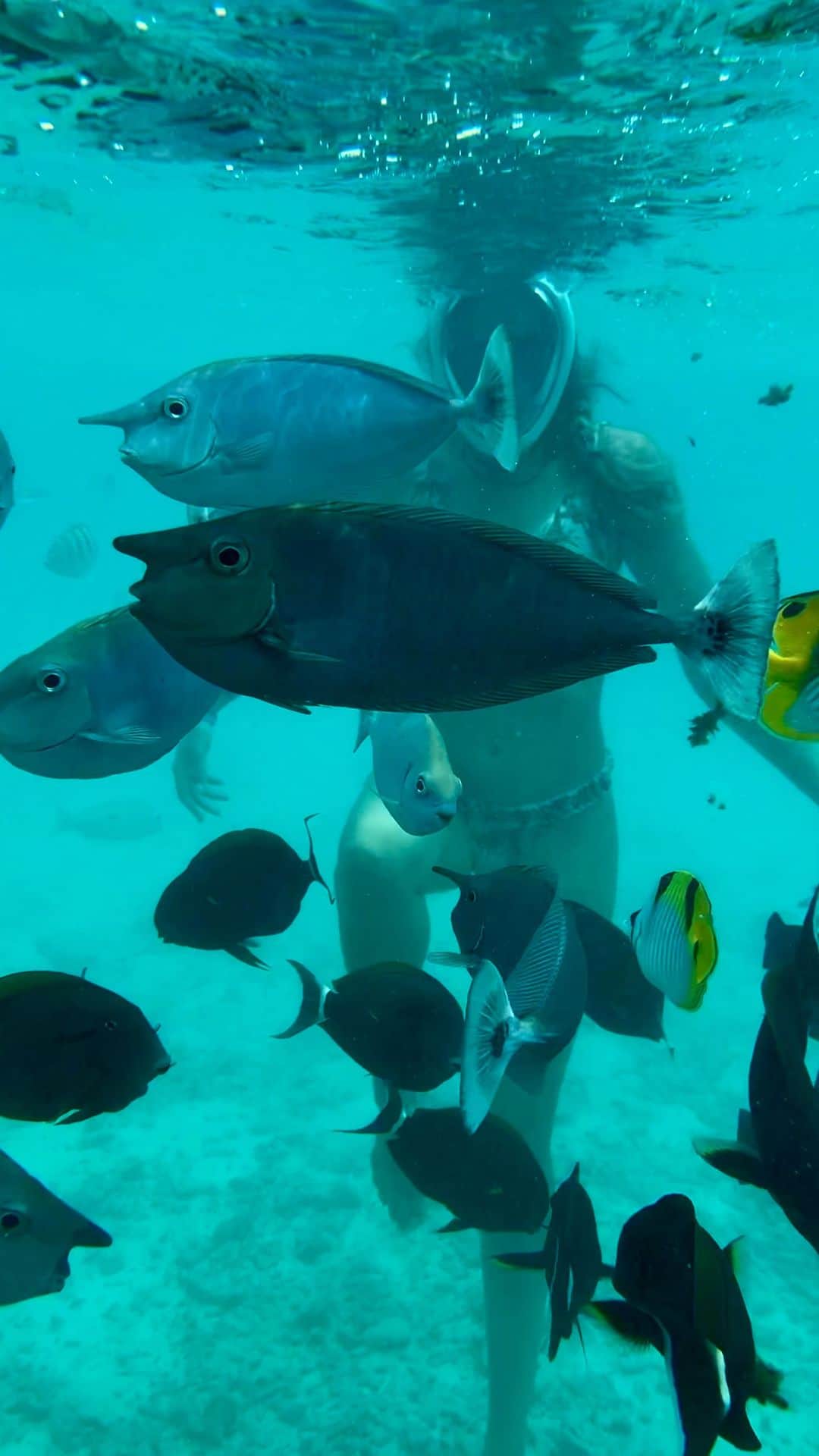 ナタリア・マリフのインスタグラム：「Undersea world 🌊🐙🐠🐟🐬🐡🦀🪸🐚 #maldives #male #maldivesislands #sea #underwater #topreels #top #malykh_trip #life #vacation #water #vibes」