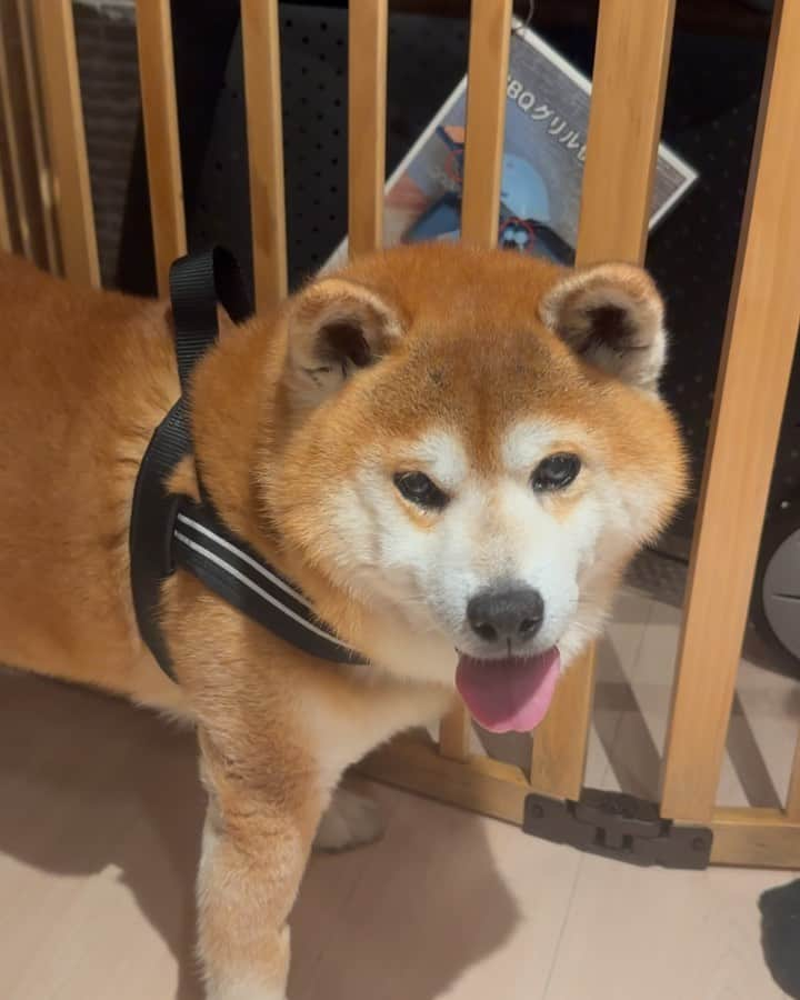 shibainu berryのインスタグラム