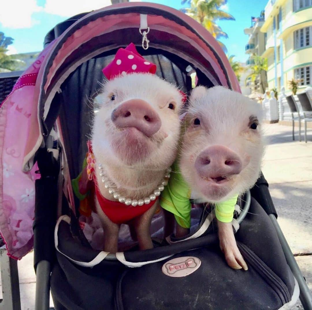 Priscilla and Poppletonさんのインスタグラム写真 - (Priscilla and PoppletonInstagram)「Happy #NationalBestFriendsDay to my other half, Silly Pop! He’s been by my side since 2014, and I can’t imagine life without him. We have been on so many adventures together, too many to name but some of our favorites have been to New York City, Key West, Washington DC, Nashville, New Orleans and of course Tuscaloosa, AL. We have been in two children’s books and have our own plushies, but our greatest accomplishment has been starting our rescue @prissyandpops_helpinghooves together. Our siblings and our farm friends bring us the most happiness. Tag you best friend and comment below how long you have been following us. I love you Pop!🐷💗🐷💙 #tbt #besties #PrissyandPop」6月8日 20時49分 - prissy_pig