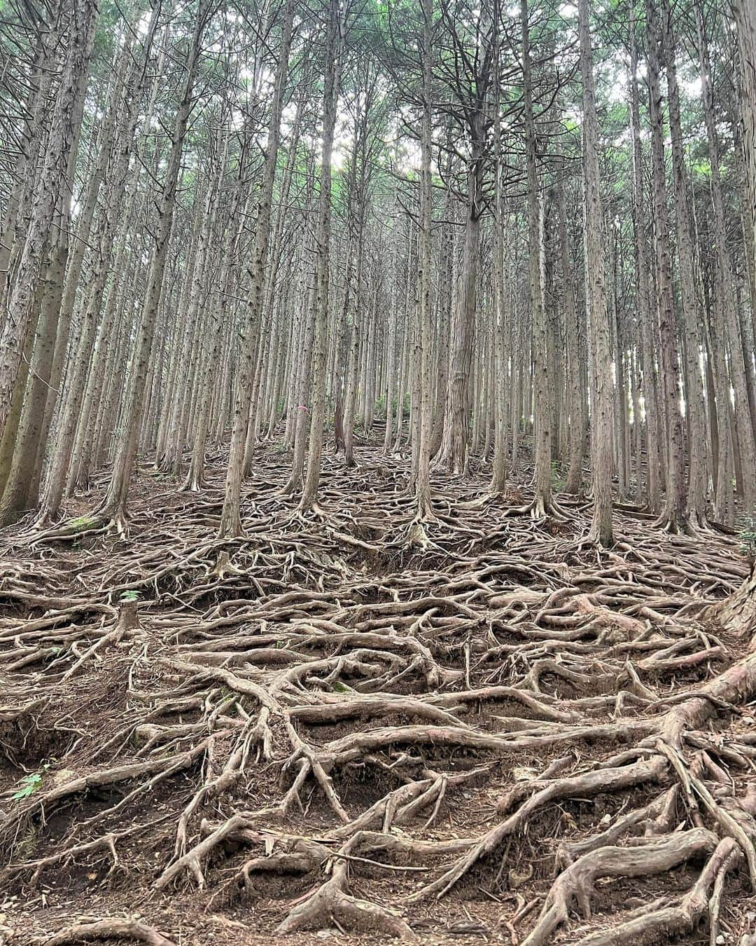 ロンモンロウさんのインスタグラム写真 - (ロンモンロウInstagram)「また挑戦して山に登った。夏の山は本当に美しい。小川もあり、そびえ立つ大木もある。自然の不思議さに感動した。 #山登り #棒ノ折山  写真が多すぎてごめんなさい🙇‍♀️」6月8日 20時50分 - ronmonroe_official