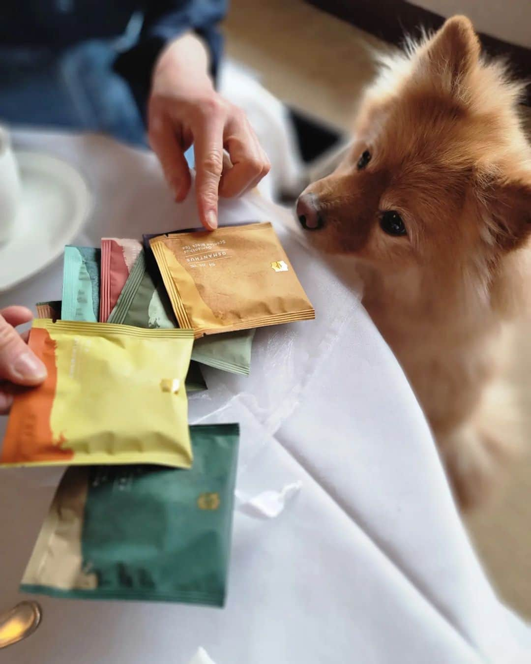 Shangri-La Hotel, Tokyoのインスタグラム：「愛犬とともにラグジュアリーなホテルステイを。⁣ ⁣ ペット専用のベッドやグッズ、お散歩にも便利なバッグなど一式揃えています。⁣ インルームダイニングのご利用で、優雅な空間で一日中愛犬と一緒にお過ごしいただけます。⁣ ⁣ A luxurious hotel stay with your best furiend.⁣ ⁣ The special bed and navy bag with convenient goods for a walk are set in the elegant room. In-room dining enables you to spend the whole day together and no worries to miss any cute moment to capture during the stay.⁣ ⁣ Photo credit @pukumama0601 様⁣ ⁣ #FindYourShangrila #shangrilacircle #myshangrila #shangrilahotels #shangrila #shangrilatokyo #tokyotravel #tokyotrip #tokyostation #シャングリラ #シャングリラ東京 #シャングリラサークル #東京駅 #丸の内 #大手町 #ドッグステイ #犬と泊まれるホテル」