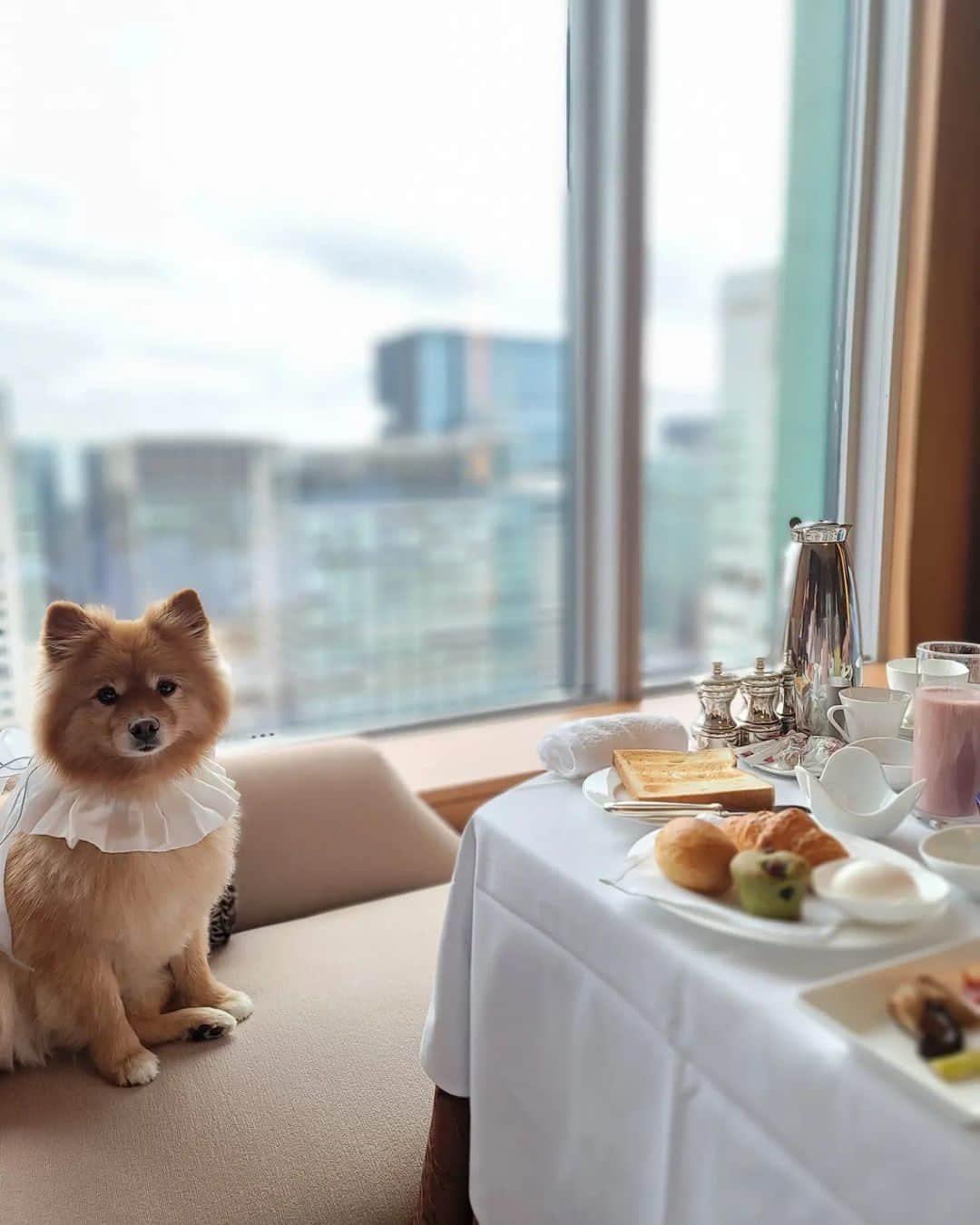 Shangri-La Hotel, Tokyoさんのインスタグラム写真 - (Shangri-La Hotel, TokyoInstagram)「愛犬とともにラグジュアリーなホテルステイを。⁣ ⁣ ペット専用のベッドやグッズ、お散歩にも便利なバッグなど一式揃えています。⁣ インルームダイニングのご利用で、優雅な空間で一日中愛犬と一緒にお過ごしいただけます。⁣ ⁣ A luxurious hotel stay with your best furiend.⁣ ⁣ The special bed and navy bag with convenient goods for a walk are set in the elegant room. In-room dining enables you to spend the whole day together and no worries to miss any cute moment to capture during the stay.⁣ ⁣ Photo credit @pukumama0601 様⁣ ⁣ #FindYourShangrila #shangrilacircle #myshangrila #shangrilahotels #shangrila #shangrilatokyo #tokyotravel #tokyotrip #tokyostation #シャングリラ #シャングリラ東京 #シャングリラサークル #東京駅 #丸の内 #大手町 #ドッグステイ #犬と泊まれるホテル」6月8日 21時00分 - shangrila_tokyo