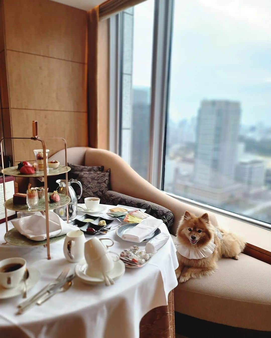 Shangri-La Hotel, Tokyoさんのインスタグラム写真 - (Shangri-La Hotel, TokyoInstagram)「愛犬とともにラグジュアリーなホテルステイを。⁣ ⁣ ペット専用のベッドやグッズ、お散歩にも便利なバッグなど一式揃えています。⁣ インルームダイニングのご利用で、優雅な空間で一日中愛犬と一緒にお過ごしいただけます。⁣ ⁣ A luxurious hotel stay with your best furiend.⁣ ⁣ The special bed and navy bag with convenient goods for a walk are set in the elegant room. In-room dining enables you to spend the whole day together and no worries to miss any cute moment to capture during the stay.⁣ ⁣ Photo credit @pukumama0601 様⁣ ⁣ #FindYourShangrila #shangrilacircle #myshangrila #shangrilahotels #shangrila #shangrilatokyo #tokyotravel #tokyotrip #tokyostation #シャングリラ #シャングリラ東京 #シャングリラサークル #東京駅 #丸の内 #大手町 #ドッグステイ #犬と泊まれるホテル」6月8日 21時00分 - shangrila_tokyo