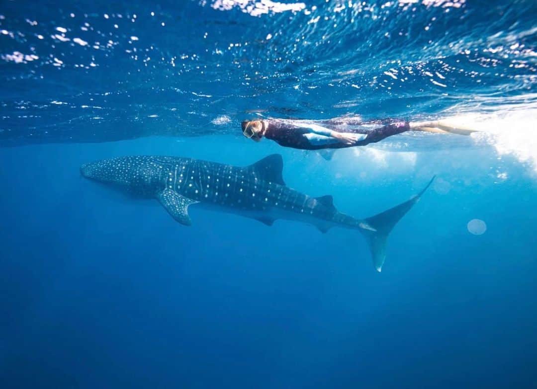 アニヤ・ルービックのインスタグラム：「Whale Shark and I 🌊  World Ocean Day   “ Who wants to live forever? Forever is our Today. Who lives forever anyway?”   Is this perhaps the perfect description of how we have lived for the last 100 years? With the contradiction of creating a material that LASTS literally forever - plastic.  The ocean is 4.5 Billion years old and for much of its existence had remained unchanged. In recent years however, we have managed to change the oceans at a faster rate than at any other time during its existence. Today we are at a turning point.  At our current rate of consumption in 30 years there will be more plastic in the oceans than fish.” - part of my speech from the 8th of June 2018 at the UN in New York. Parley Talks. @parley.tv  #oceans #parley #worldoceansday」