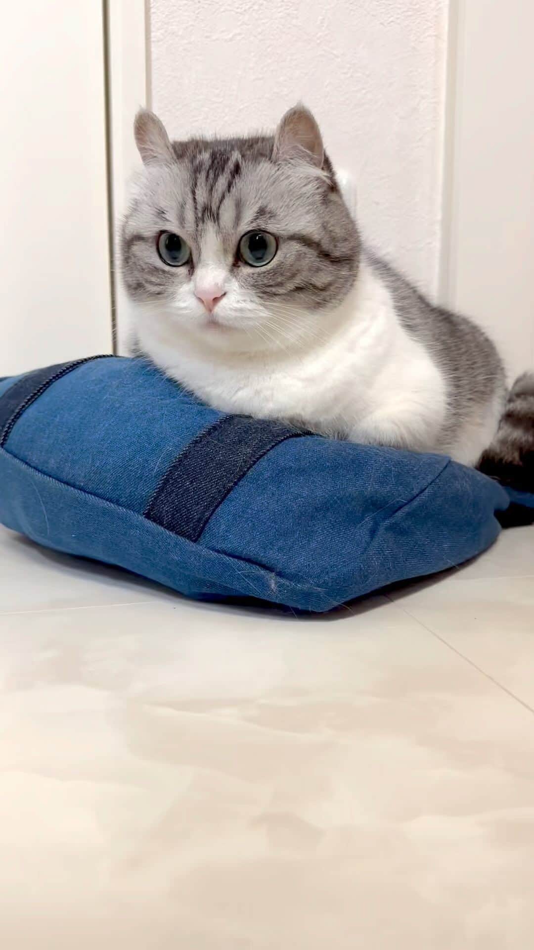 こむぎこまるのインスタグラム