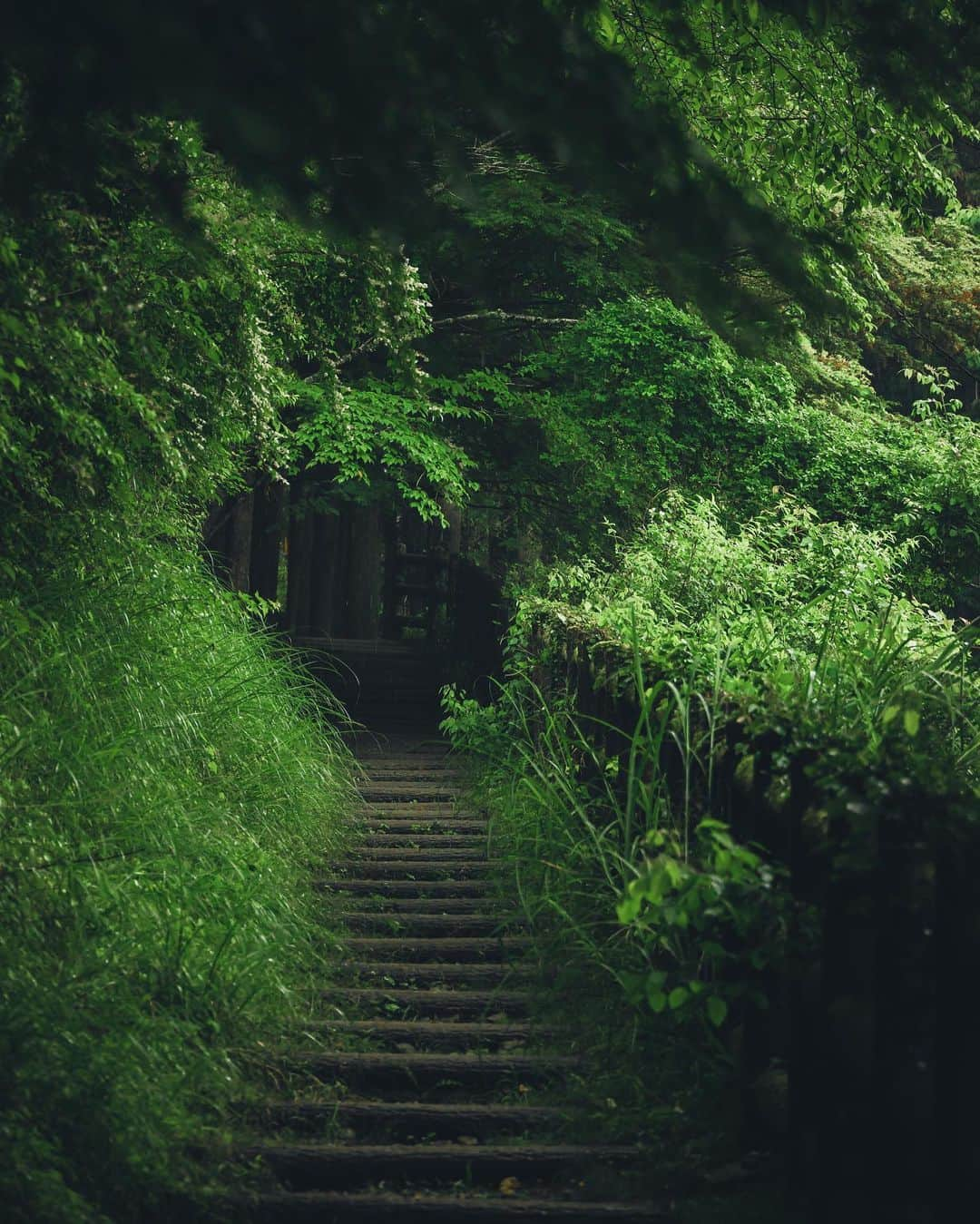 twinsりなりかのインスタグラム：「初めての和歌山県🎋 ずっと来てみたかった熊野古道に。雨でも綺麗で霧がかかっていて神秘的な雰囲気でした。 自然のパワー感じられた🫶  #熊野古道 #和歌山 #kumanokodo #パワースポット」