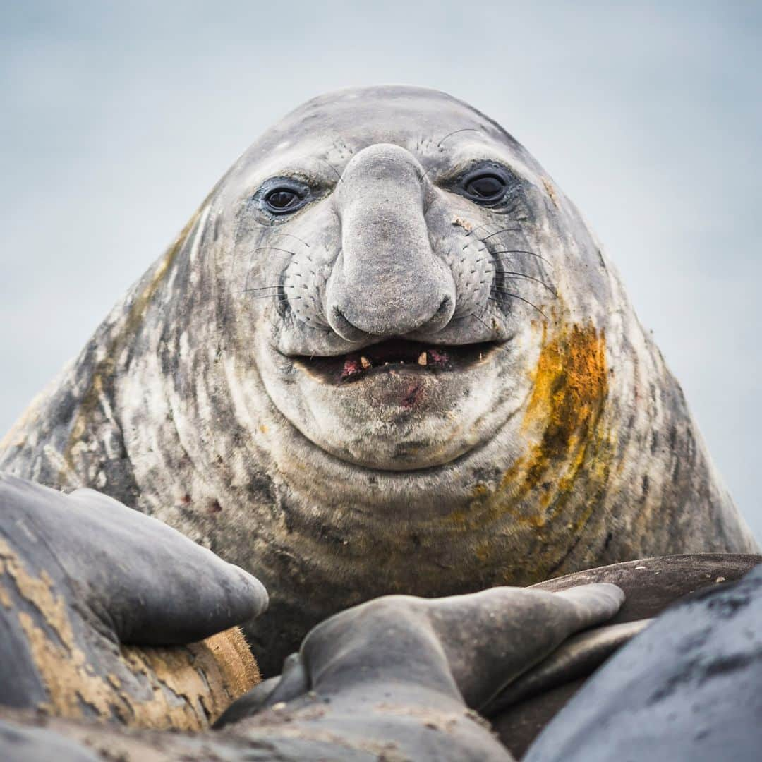 アニマルプラネットさんのインスタグラム写真 - (アニマルプラネットInstagram)「An elephant seal poses for the camera 📸  These seals get their name from their nose that resembles an elephant trunk 🐘  Photo Credit: Andrew Peacock  #Wildlife #Nature #Fascinating #Antartica #ElephantSeal」6月8日 22時00分 - animalplanet