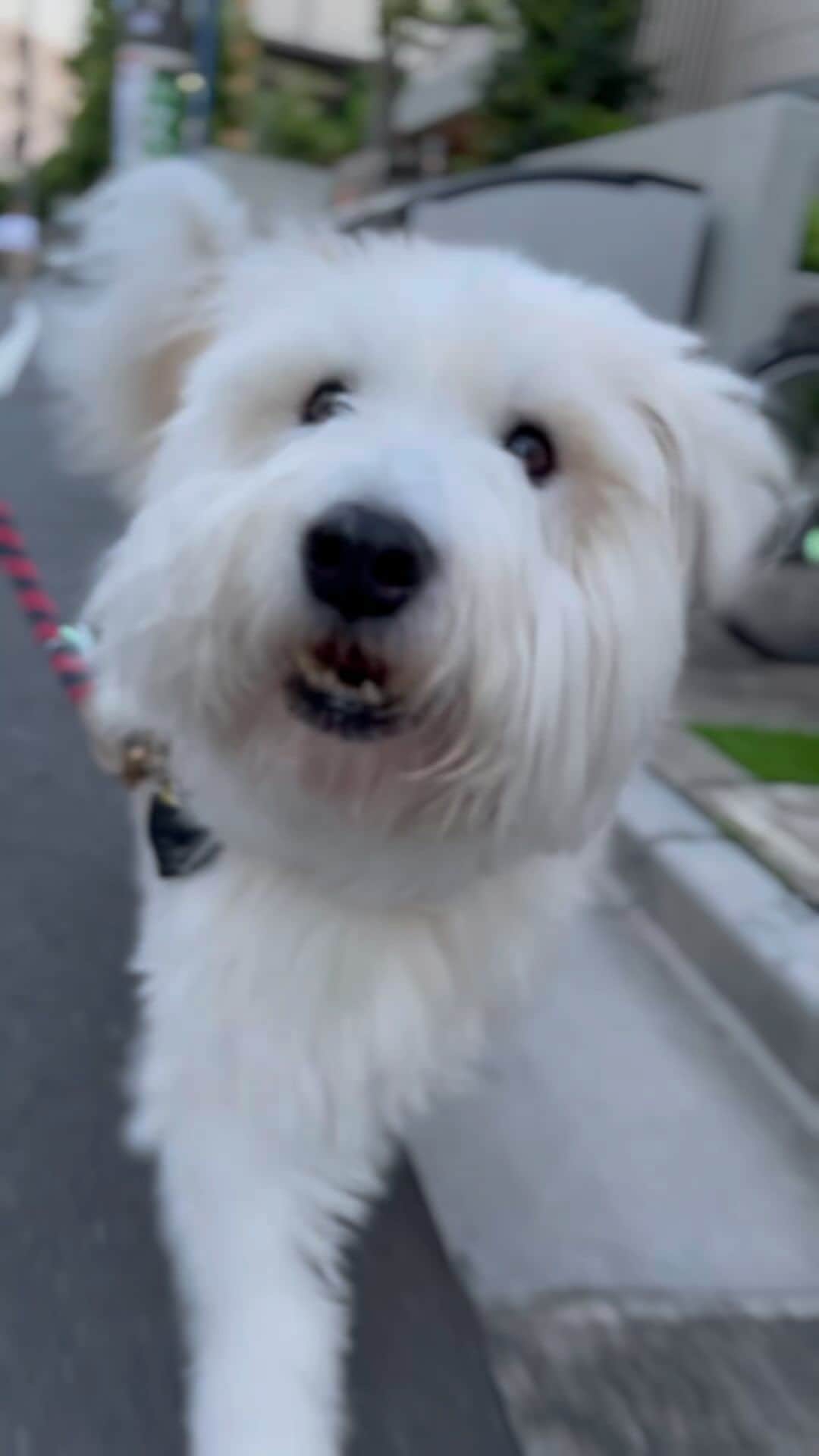 黒田知永子のインスタグラム：「嬉しそうな顔でお散歩🐕 軽快なフットワーク🐾 可愛いとろ🩵  お誕生日の投稿にたくさんのコメントをありがとうございました🙏 嬉しい！とても励みになりました〜🩵 感謝です🫶  #dog #犬 #とろ散歩 #黒田とろろ  #黒田知永子 #chiekokuroda」