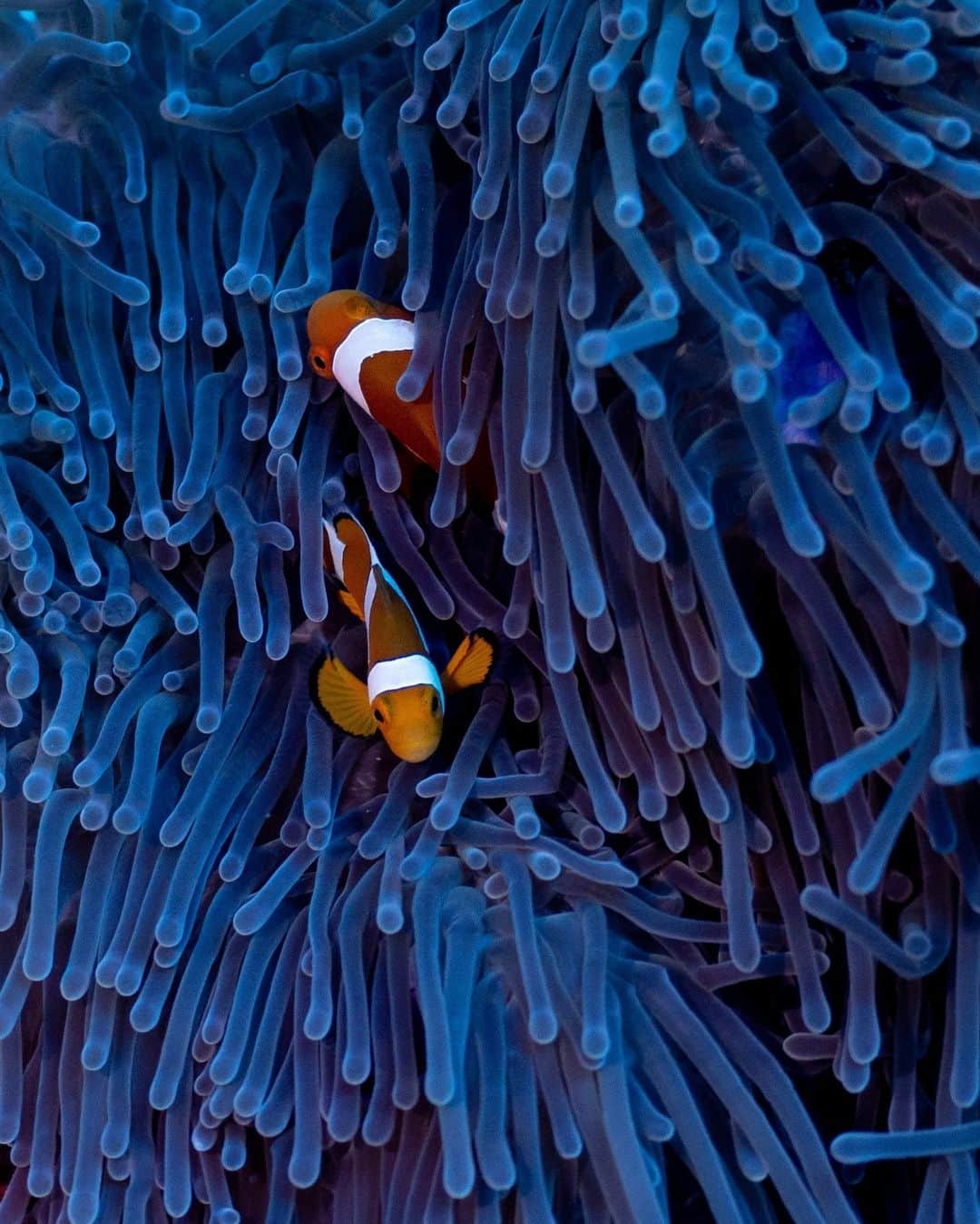 ナショナルジオグラフィックさんのインスタグラム写真 - (ナショナルジオグラフィックInstagram)「Photos by Michaela Skovranova @mishkusk | These seascapes showcase the diversity of Seringapatam Reef, part of the Scott Reef system. This group of remote, atoll-like reefs lies in the Timor Sea, more than 300 kilometers (185 mi) off the coast of Western Australia, on the edge of the continental shelf. The region is an important migration corridor for endangered cetaceans, but it's also under potential threat from proposed fossil fuel exploration that would subject it to seismic blasting, pipe laying, and gas drilling. Follow @mishkusk to learn more. #WorldOceansDay」6月9日 9時00分 - natgeo