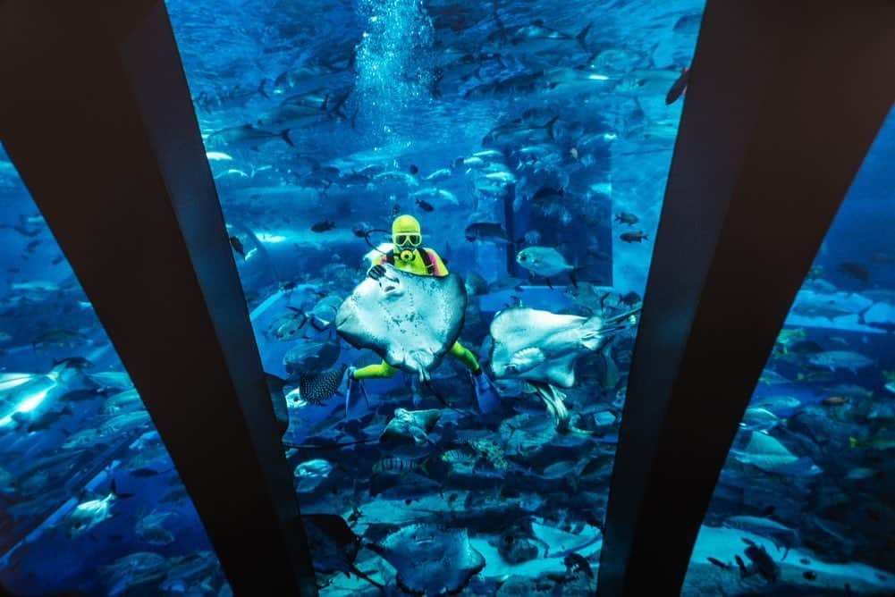 Michael Yamashitaさんのインスタグラム写真 - (Michael YamashitaInstagram)「You don't have to get wet to celebrate and learn about what scientists call "the lungs of the planet" on World Oceans Day, which was established to create awareness of the major role the oceans play in the life of the planet. An aquarium is a great place to learn about seas and their inhabitants, and Japan has more aquariums per capita than any other nation. It's not surprising that fish hold a special fascination for residents of this country of islands. All things aquatic are part of its cultural lifeblood. Japan has for millennia lived off the bounty of the sea; fish and seaweed are a vital part of the Japanese diet, and images of the sea and its denizens can be found everywhere throughout Japan's culture, arts and religions. #WorldOceansDay #oceansday #aquariums #tokyobay #japaneseaquarium」6月9日 9時04分 - yamashitaphoto