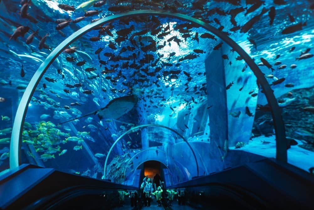 Michael Yamashitaのインスタグラム：「You don't have to get wet to celebrate and learn about what scientists call "the lungs of the planet" on World Oceans Day, which was established to create awareness of the major role the oceans play in the life of the planet. An aquarium is a great place to learn about seas and their inhabitants, and Japan has more aquariums per capita than any other nation. It's not surprising that fish hold a special fascination for residents of this country of islands. All things aquatic are part of its cultural lifeblood. Japan has for millennia lived off the bounty of the sea; fish and seaweed are a vital part of the Japanese diet, and images of the sea and its denizens can be found everywhere throughout Japan's culture, arts and religions. #WorldOceansDay #oceansday #aquariums #tokyobay #japaneseaquarium」