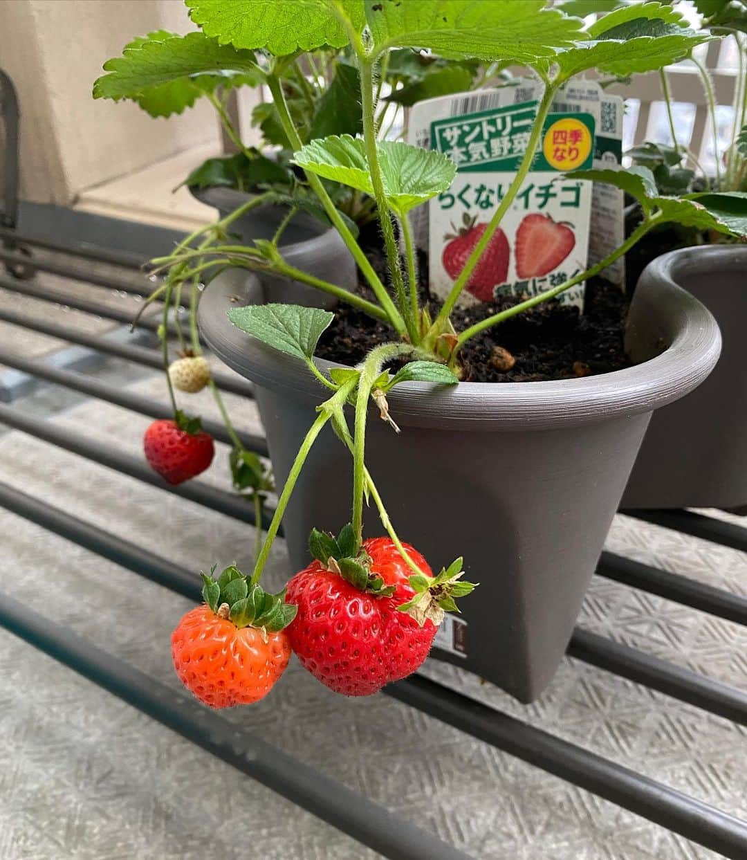 宮下純一さんのインスタグラム写真 - (宮下純一Instagram)「らくなりいちごが🍓やっと収穫の時を迎えた😍鳥たちに🦆取られないか心配しながらようやく食べてみた❣️いやー程よい酸味と甘味で家族一同大喜び‼️なんですが写真のようにエンジェルエイトが黒ずんで成長するんですよね😔原因が分からず悩んでおります😭アドバイスお願いします🤲#家庭菜園初心者 #いちご栽培 #収穫 #エンジェルエイト」6月9日 9時09分 - junichi1017