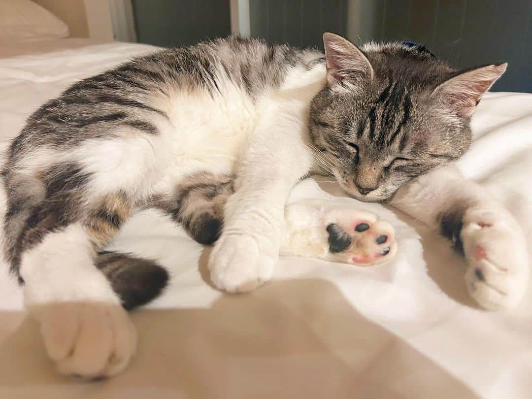 なーみのインスタグラム：「にゃんだこのかわいさ🐾 見てるだけでこんなに穏やかな心になれる。  #まるで稲葉浩志 #猫#cat#猫のいる生活 #梅雨ですね」