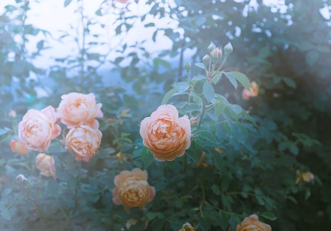 国分真央さんのインスタグラム写真 - (国分真央Instagram)「. Roses on a cloudy day...  曇りの薔薇も美しい🌿 個人的に色がはっきりしてる花は 曇りや雨に映えるなあって思ってます。 ⁡ ⁡」6月9日 1時01分 - mao_kokubu