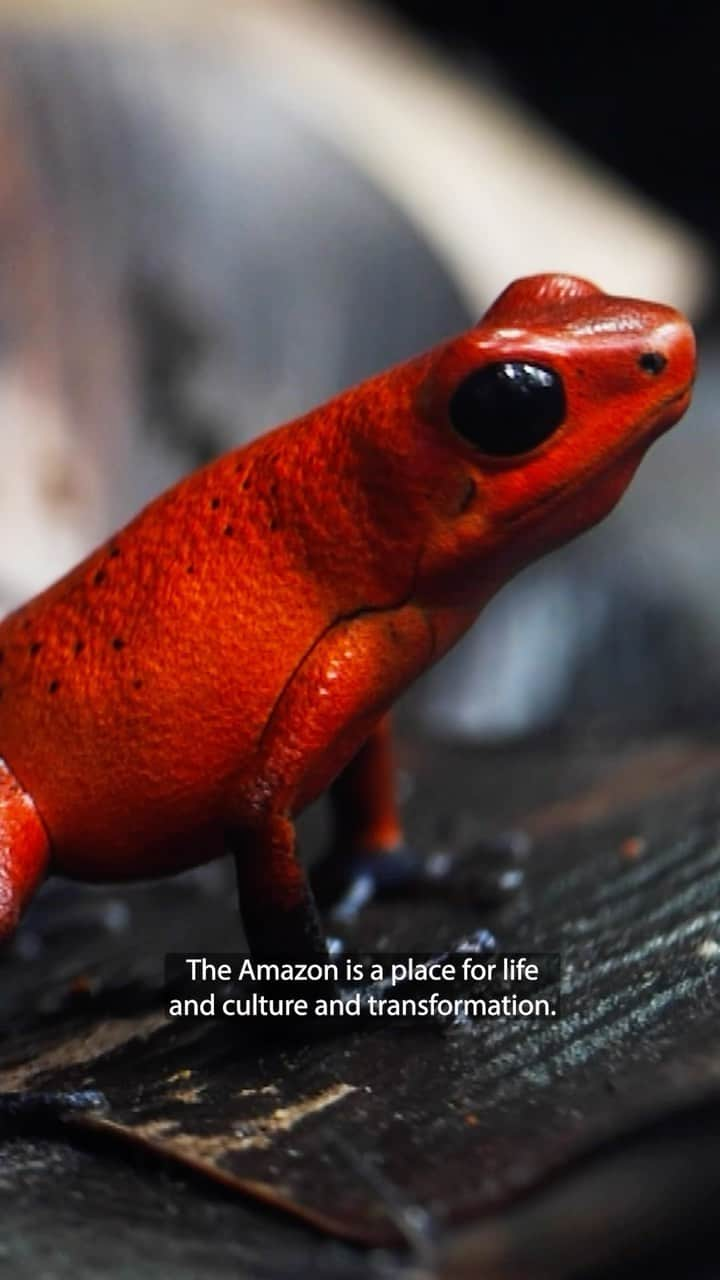 レオナルド・ディカプリオのインスタグラム：「There is nowhere in the world like the Amazon Rainforest, which sustains the health of all life on Earth. Yet the Amazon & Indigenous peoples who protect it are under threat by a catastrophic bill that already passed Brazil’s lower house of Congress.  You can help: Support Brazil’s Indigenous peoples by asking Senate President @rodrigopacheco to reject the Marco Temporal bill (PL2903), which was backed by the animal agriculture industry and would strip away the rights of Indigenous peoples and open their home to an unprecedented wave of industrial cattle production, mining and logging. [Link in bio] Well over 90% of deforestation in the Amazon is the result of clearing for cattle and cattle feed industry.  If the bill passes, it will push the Amazon beyond the brink and accelerate biodiversity loss and climate change. The result will be catastrophic for the planet.  Let’s stand up for the Amazon and our planet and say no to #PL2903.  #MarcoTemporal #SaveTheAmazon #MarcoTemporalNao  ———  Não há lugar no mundo como a Floresta Amazônica, que sustenta a saúde de toda a vida na Terra. No entanto, a Amazônia e os povos indígenas que a protegem estão ameaçados por um projeto de lei catastrófico que já foi aprovado na Câmara dos Deputados do Brasil.  Você pode ajudar: Apoie os povos indígenas do Brasil pedindo ao presidente do Senado, @rodrigopacheco, que rejeite o projeto de lei Marco Temporal (PL2903), que foi apoiado pelo setor de pecuária e que retiraria os direitos dos povos indígenas e abriria suas terras para uma onda sem precedentes de produção industrial de gado, mineração e exploração madeireira. [Mais de 90% do desmatamento na Amazônia é resultado de desmatamento para gado e ração.  Se o projeto de lei for aprovado, ele levará a Amazônia ao limite e acelerará a perda de biodiversidade e as mudanças climáticas. O resultado será catastrófico para o planeta.  Vamos defender a Amazônia e o nosso planeta e dizer não à #PL2903.  #MarcoTemporal #SaveTheAmazon #MarcoTemporalNao」