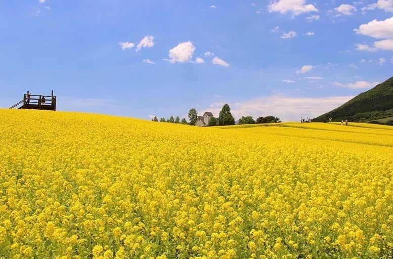 はなまっぷ❁日本の花風景さんのインスタグラム写真 - (はなまっぷ❁日本の花風景Instagram)「🌸はなまっぷ🌸 * @rantan_26 さんの 花のある風景に花まるを💮 * 青空の下一面に広がる爽やかな菜の花畑をありがとうございます😊🌸 * #宮城　#やくらいガーデン Yakurai-garden ,Miyagi Pref * 菜の花の花言葉 明るさ、小さな幸せ * #はなまっぷ #日本の美しい花風景#花のある風景#花#花言葉 #ふるるの丘#菜の花#菜の花畑#黄色#ビタミンカラー#ナノハナ * いつも素敵なお花をありがとうございます😊 ※見頃が過ぎている花、終わっている花もご紹介させていただいています。 * 🌸••••••お知らせ••••••🌸 * 花風景検索サイト　はなまっぷ https://hanamap.com 🔍「はなまっぷ」または @hanamap プロフィール欄から ぜひご覧ください * 📖🌸📖🌸📖🌸📖🌸📖 四季の花々を訪ねていきたい にっぽんの花地図 好評発売中📘 📖🌸📖🌸📖🌸📖🌸📖」6月9日 6時40分 - hanamap