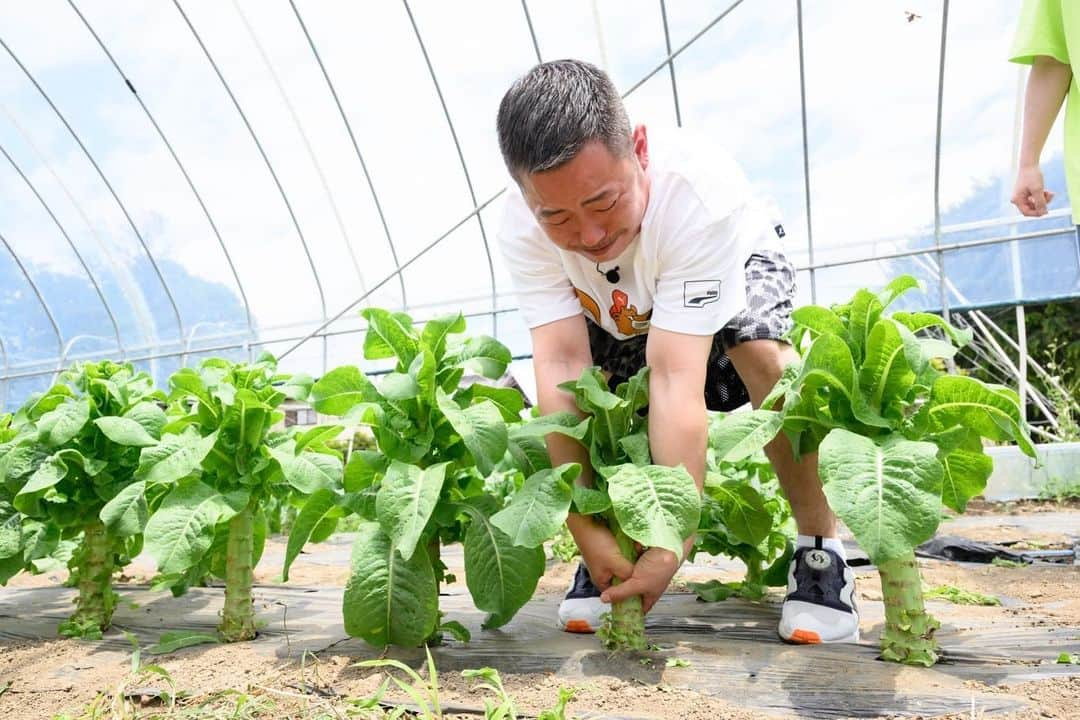 日本テレビ「満天☆青空レストラン」さんのインスタグラム写真 - (日本テレビ「満天☆青空レストラン」Instagram)「⁡ 今週の青空レストランは、 栃木県栃木市の「中国野菜」を紹介🌱 ⁡ ⁡ ⁡ ザ・マミィのお二人と中国野菜をたくさん収穫しました！！ ⁡ ⁡ ⁡ ⁡ 初めて見るささげの長さにザ・マミィのお二人は 笑っちゃってます😂 ⁡ ⁡ ⁡ ⁡ ⁡ ぜひご覧ください🤗 ⁡ ⁡ ⁡ ⁡ ⁡ ⁡ #満天青空レストラン #青空レストラン #青空 #青レス #満天 #宮川大輔 #大ちゃん #うまい　#レシピ #日テレ #日本テレビ #栃木県 #栃木市 #栃木県栃木市 #ロケ #中国野菜  #ザ・マミィ #サッポロ #サッポロで乾杯」6月9日 1時15分 - aozora_official