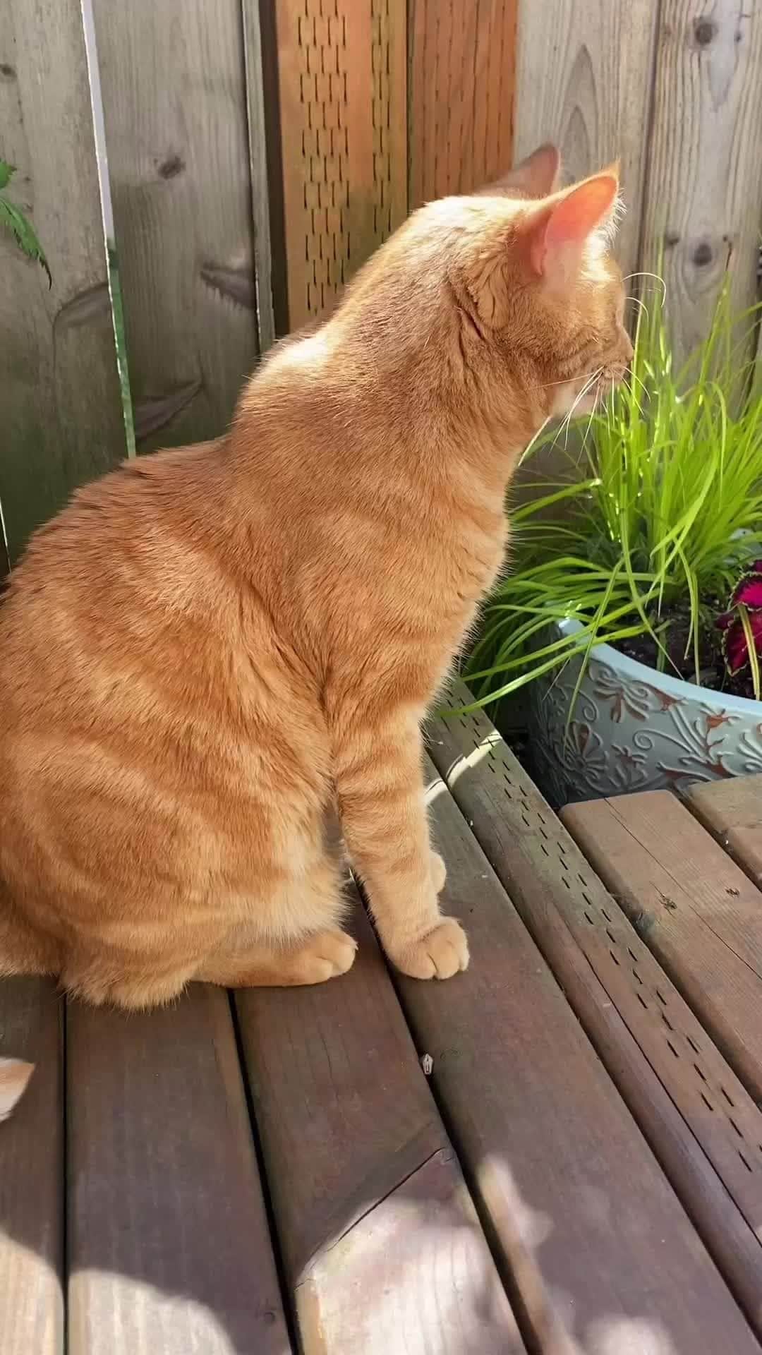 Cats of Instagramのインスタグラム：「From @rudythewondercat: "Just a cat listening to the birds 🐦 and the bees 🐝… volume up to hear them with Rudy!" #catsofinstagram」